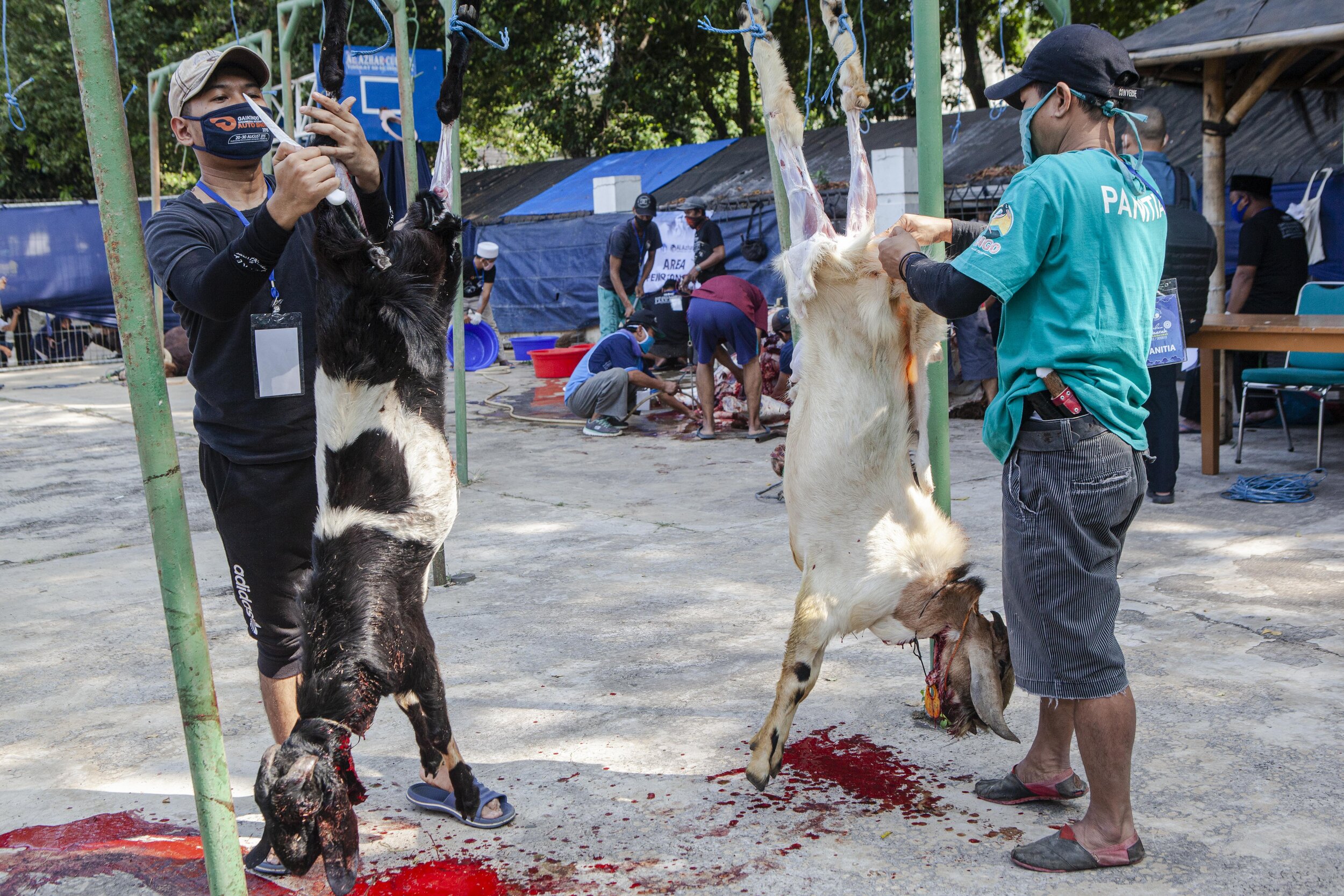  Men separate the skin from the meat of sacrificial animals that have been slaughtered. Sacrificial animal meat and skin is prohibited for sale. Photo by Agoes Rudianto. 