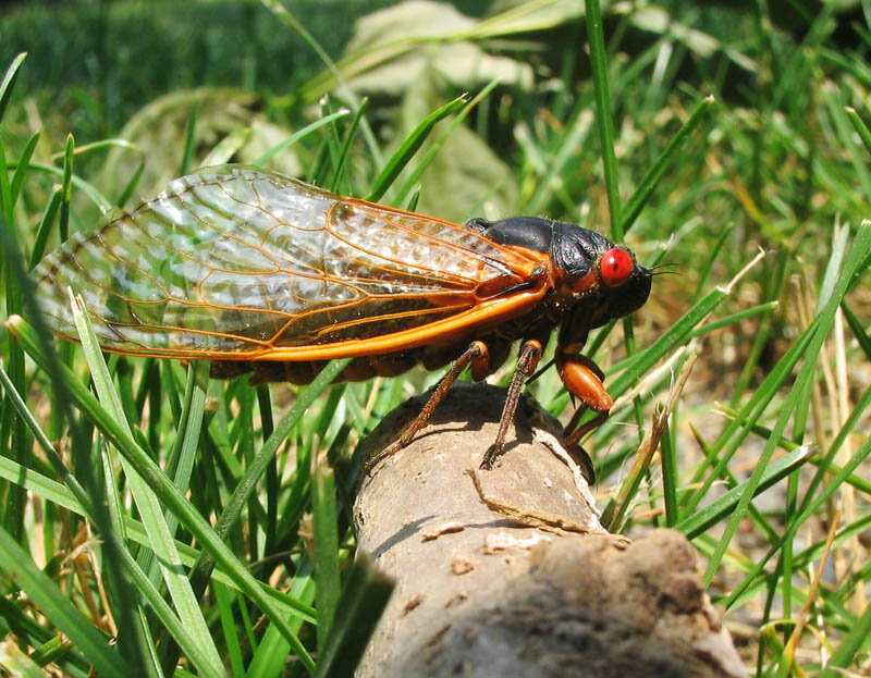 This Summer’s ‘Brood X’ Cicadas Are Inspiring Death-to-Life Meditations