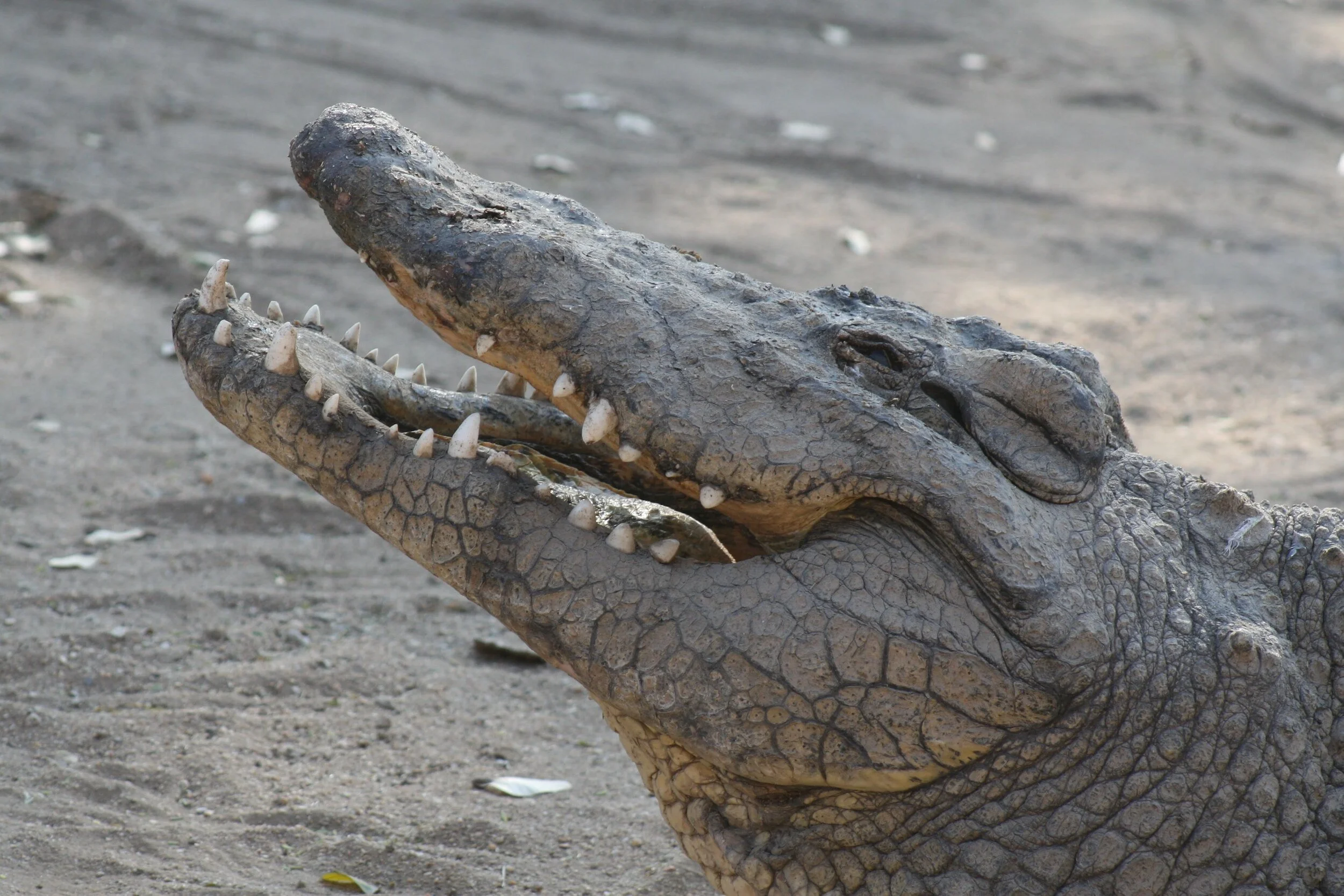 Why Crocodiles Remain Sacred To The Traditional Beliefs Of Some Muslims