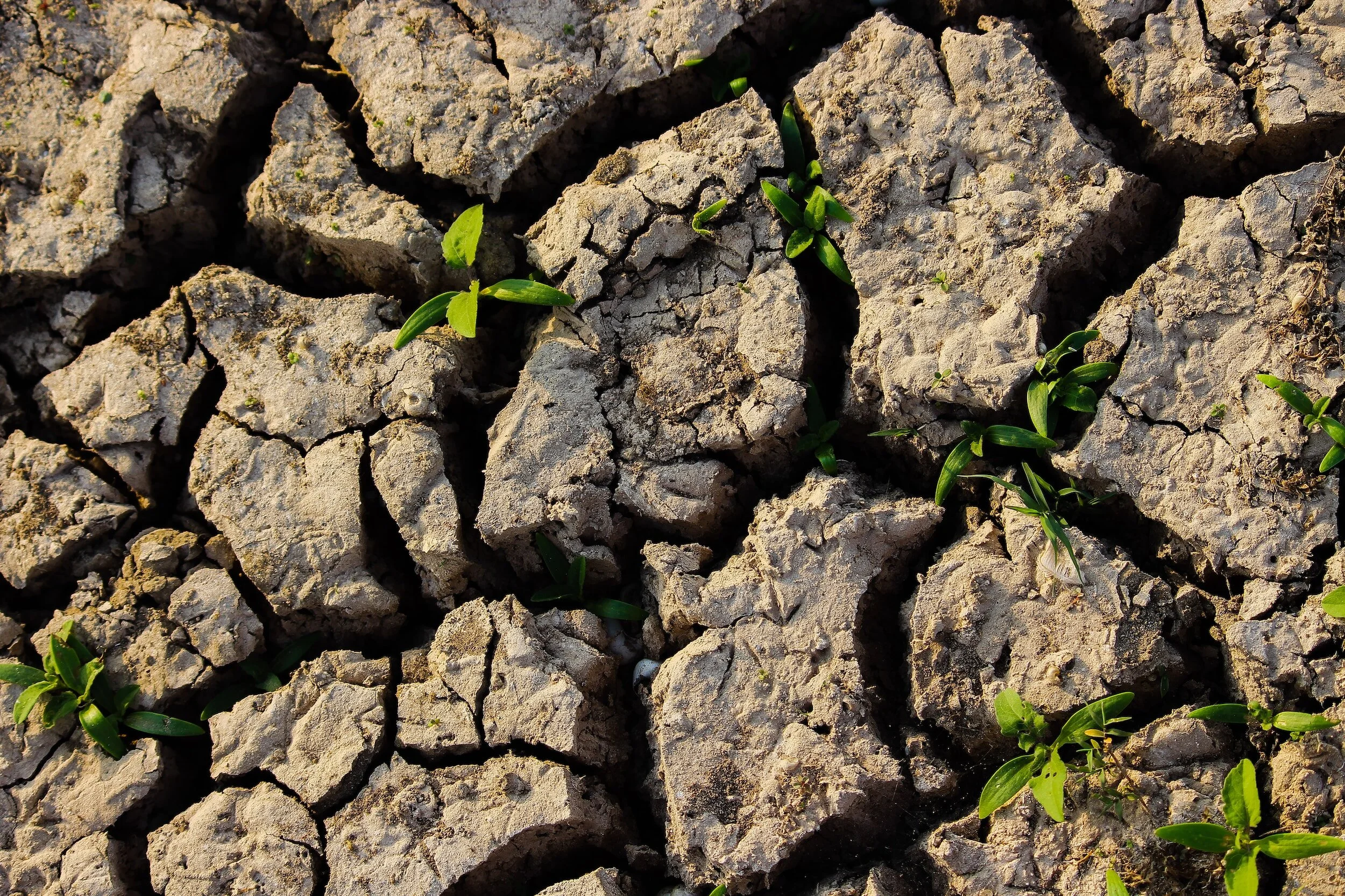 Amid Climate Crisis, Kashmir Unites In Special Prayers Seeking God’s Intervention