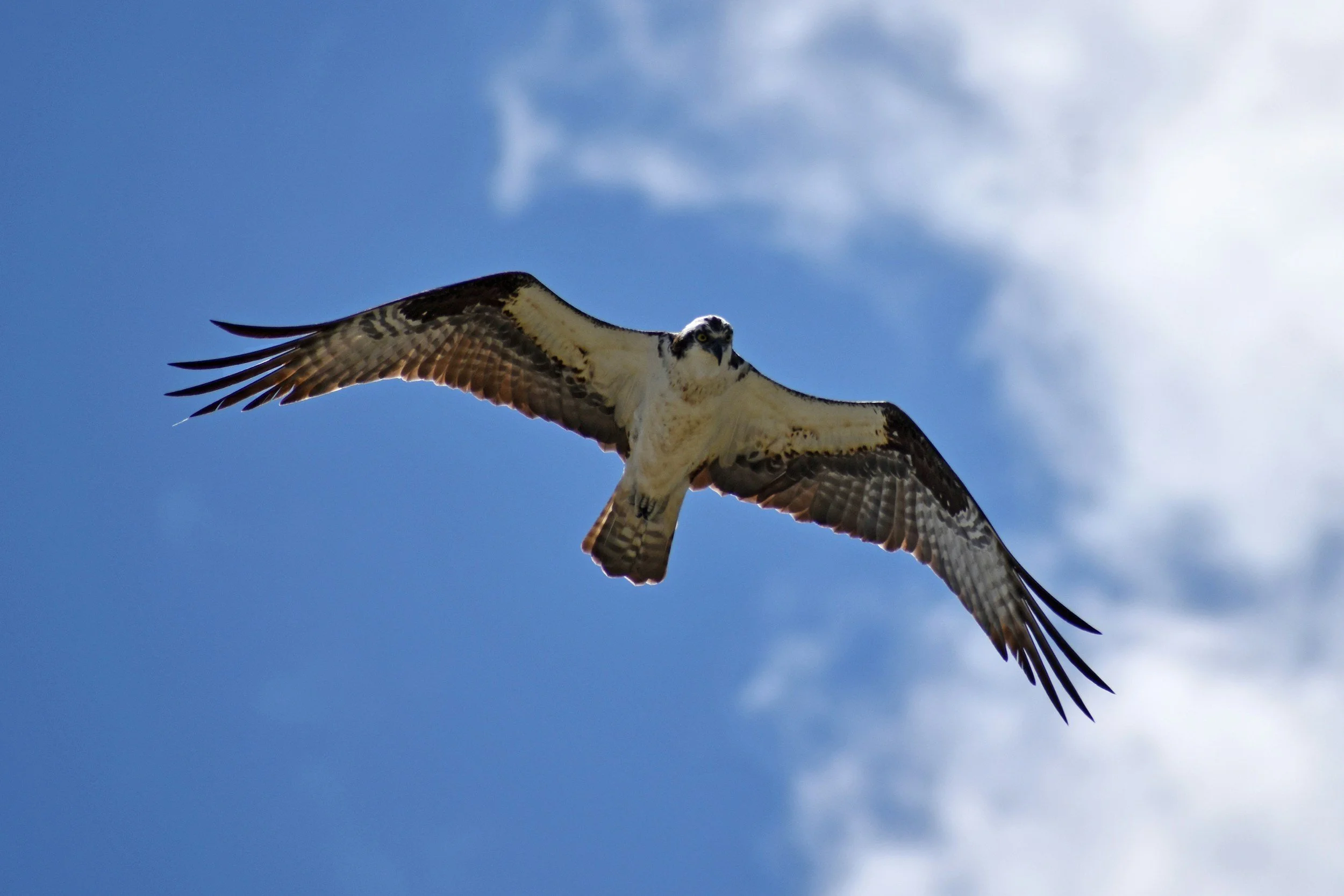 On A Wing And A Prayer: How Soaring Cathedral Spires Became Home To Falcons