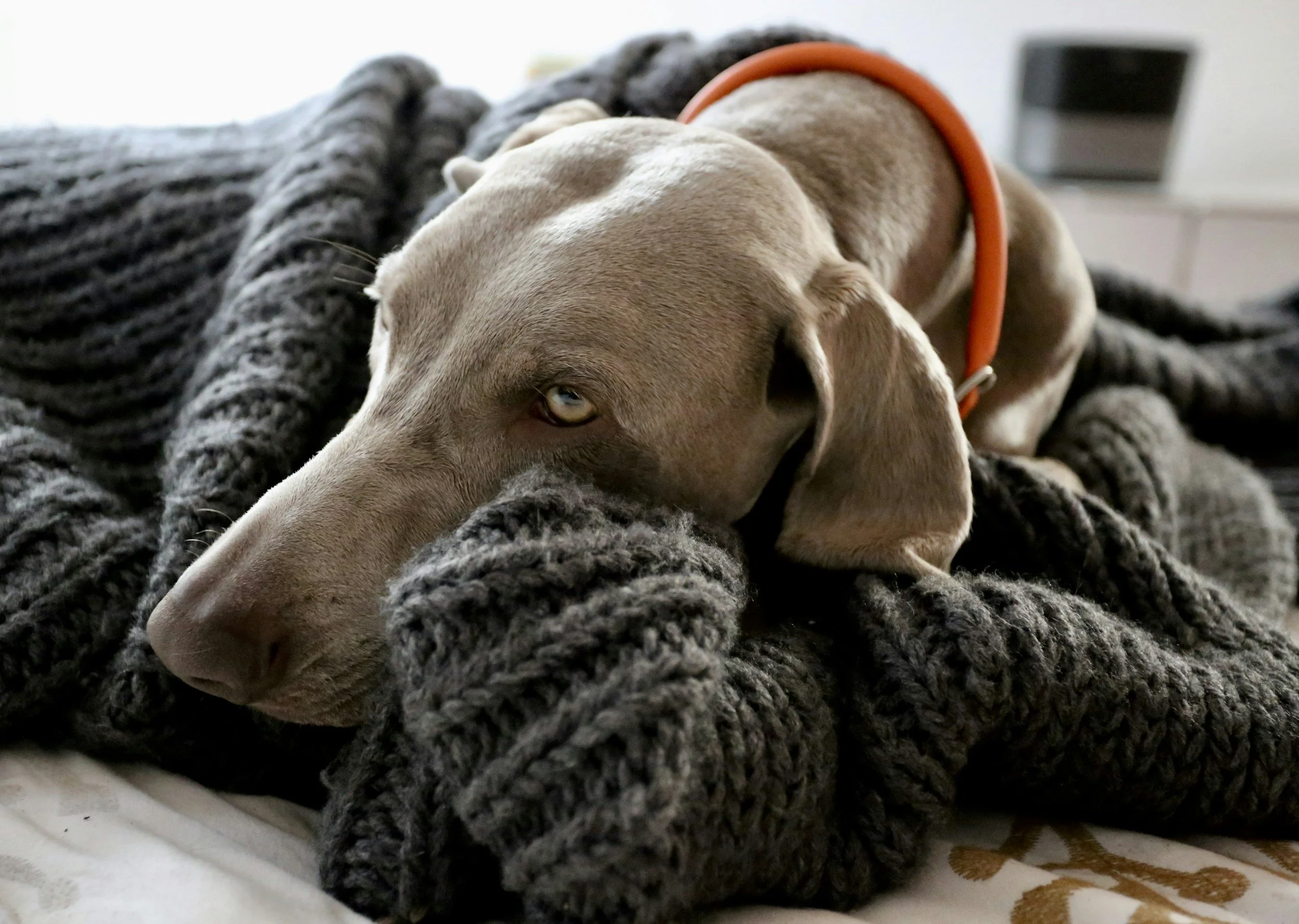 The Quilt, A Dog And Grace That Brought Her Back To Church 