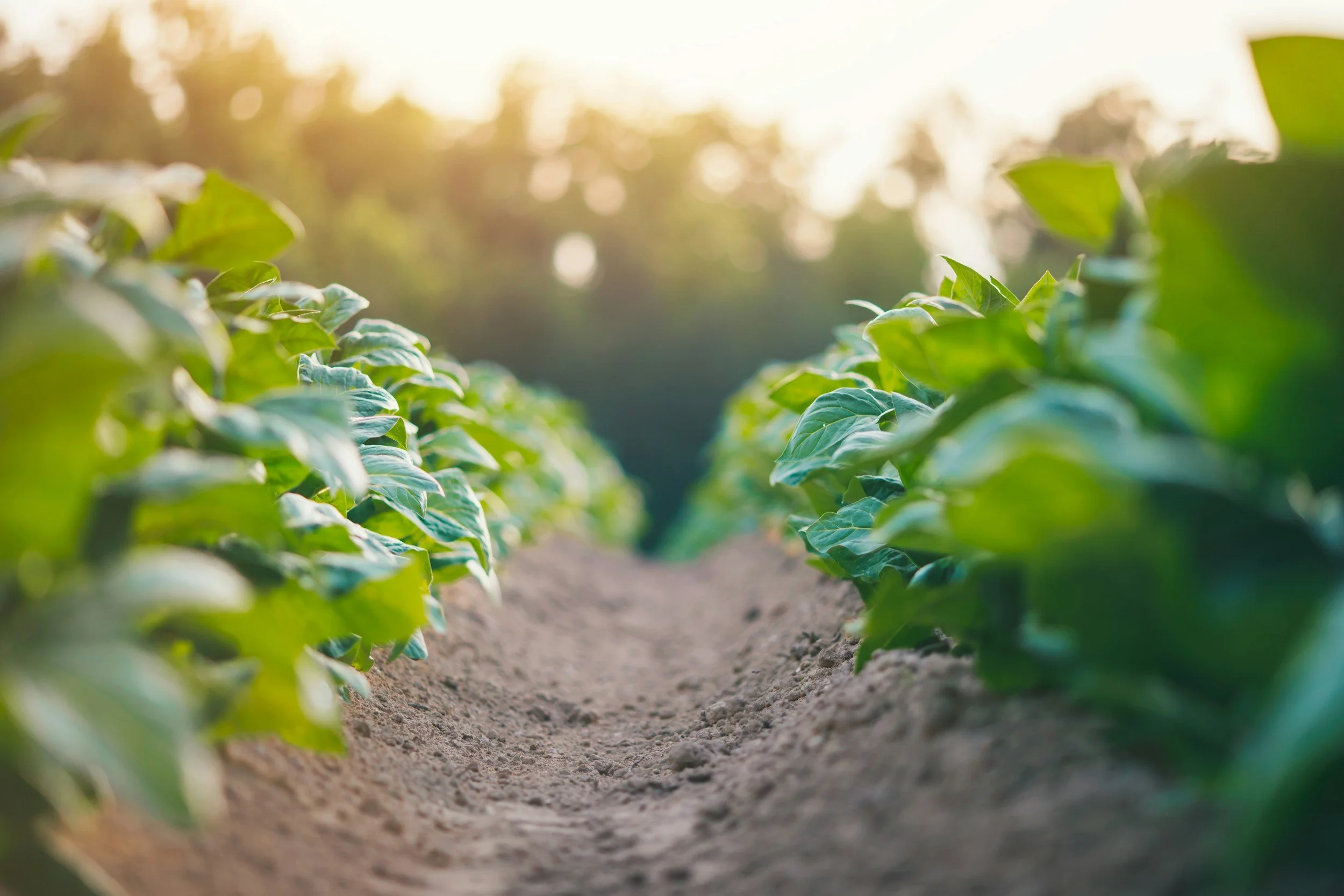 Christians Turn To Tobacco Farming Despite Religious Objections