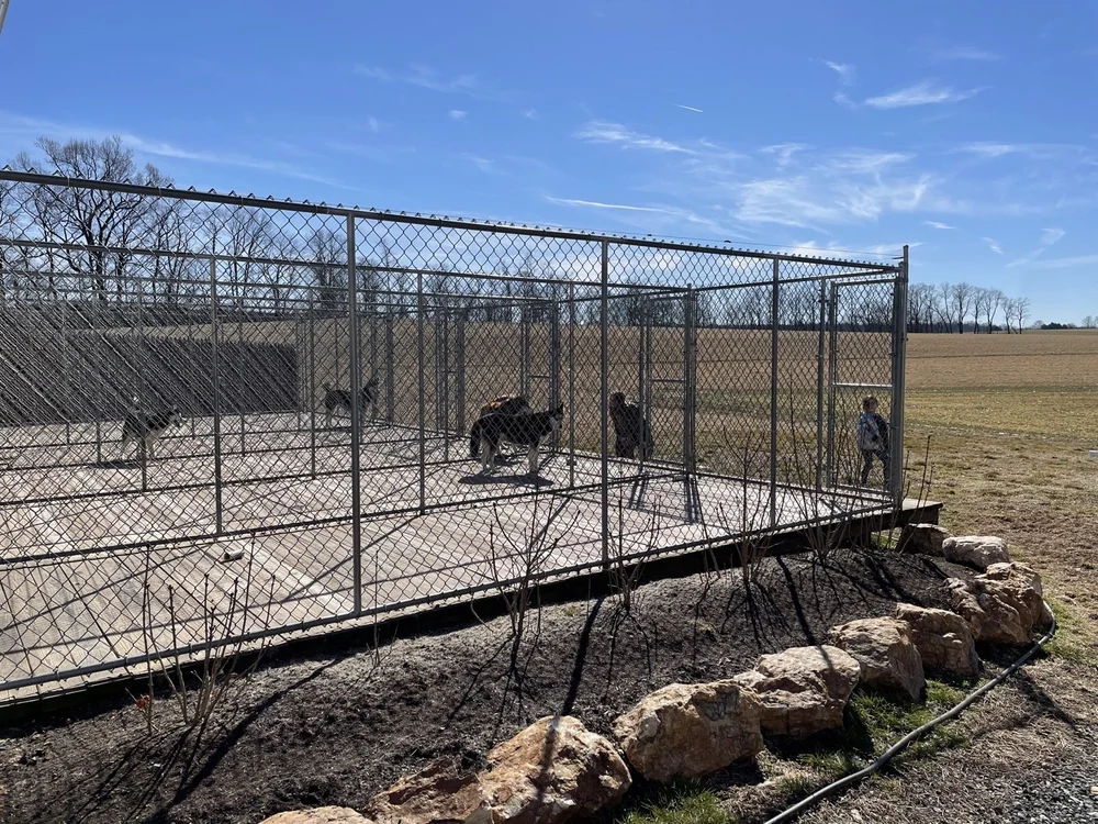 Adopting A Doodle Puppy From Amish Country’s Epicenter of Dog Breeding