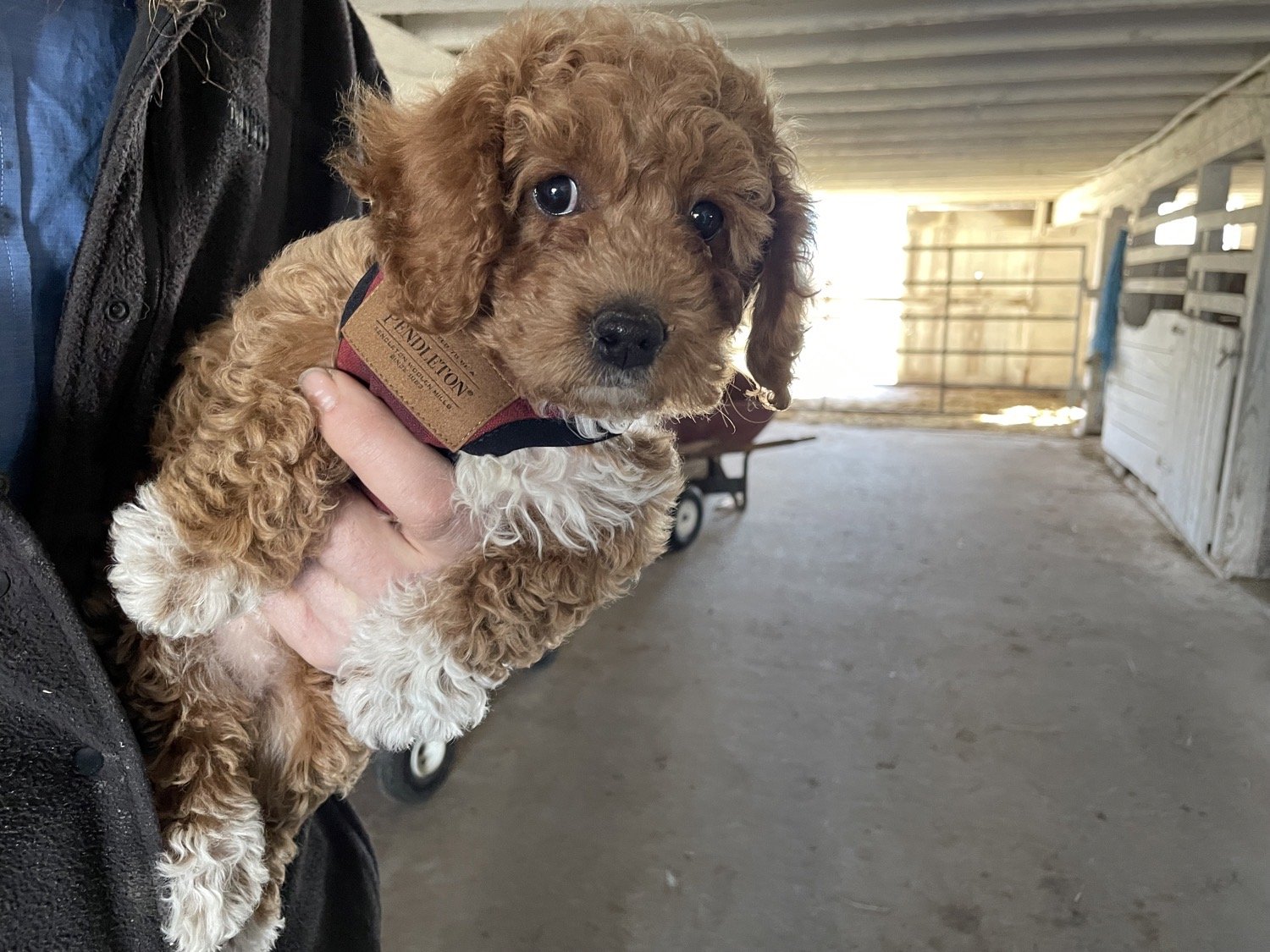 Adopting A Doodle Puppy From Amish