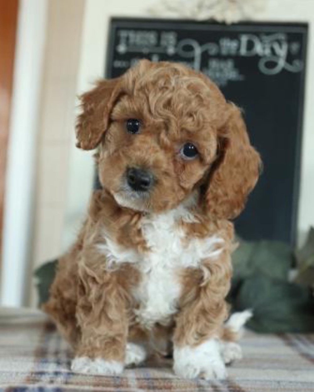 Adopting A Doodle Puppy From Amish Country's Epicenter of Dog Breeding