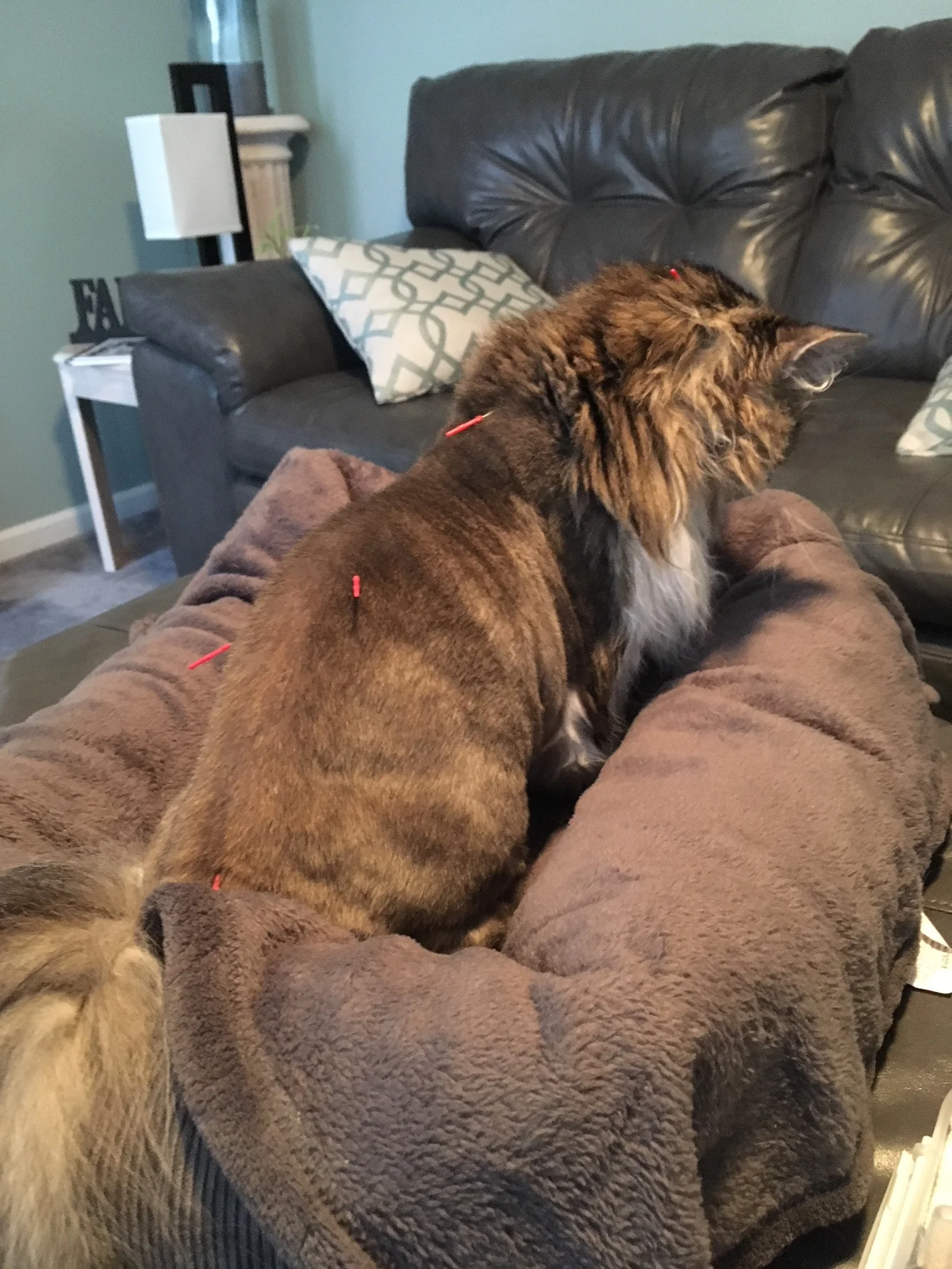  GV14, BL18, BL20, and Baihui 