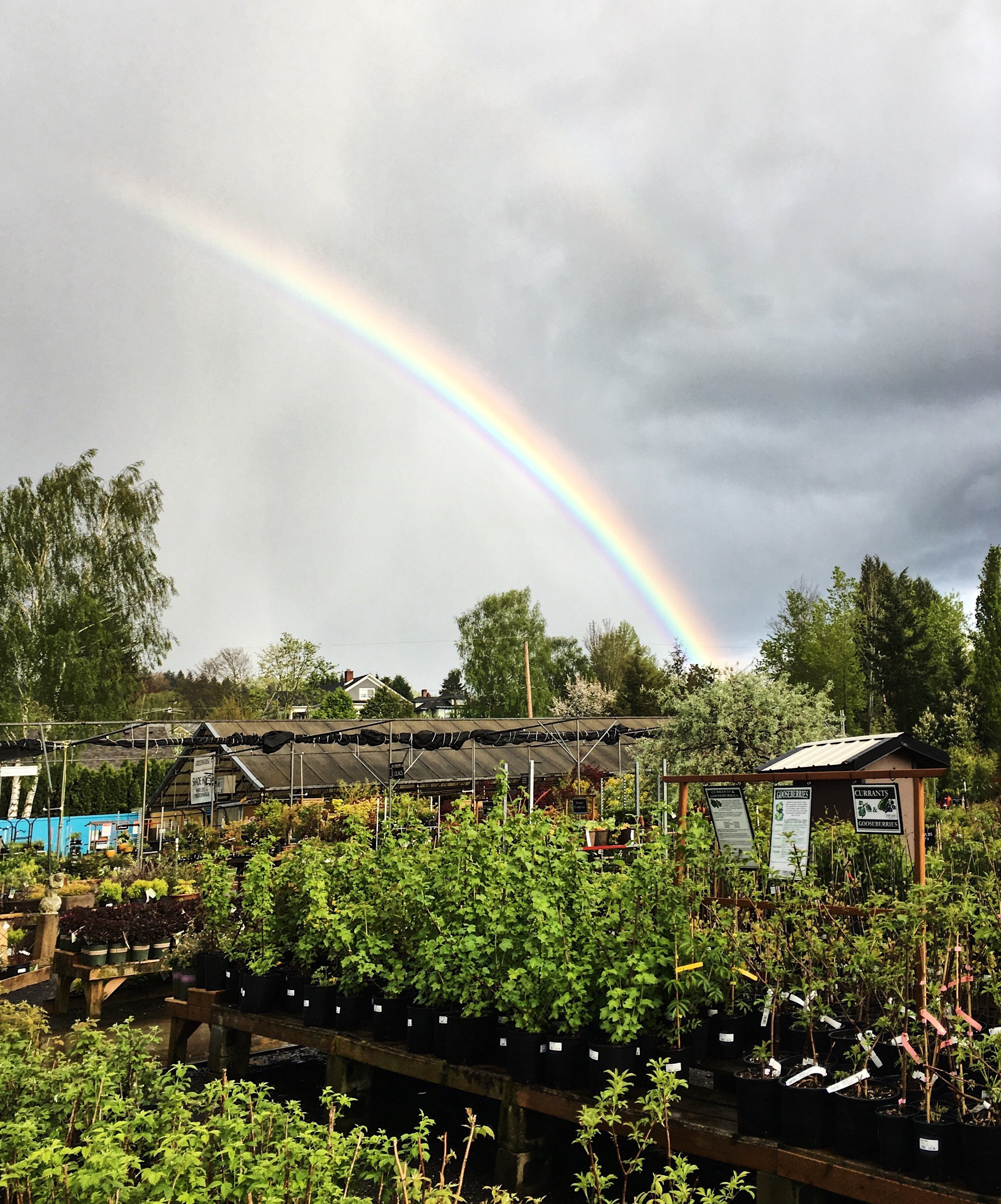 My local plant nursery on a rainy day