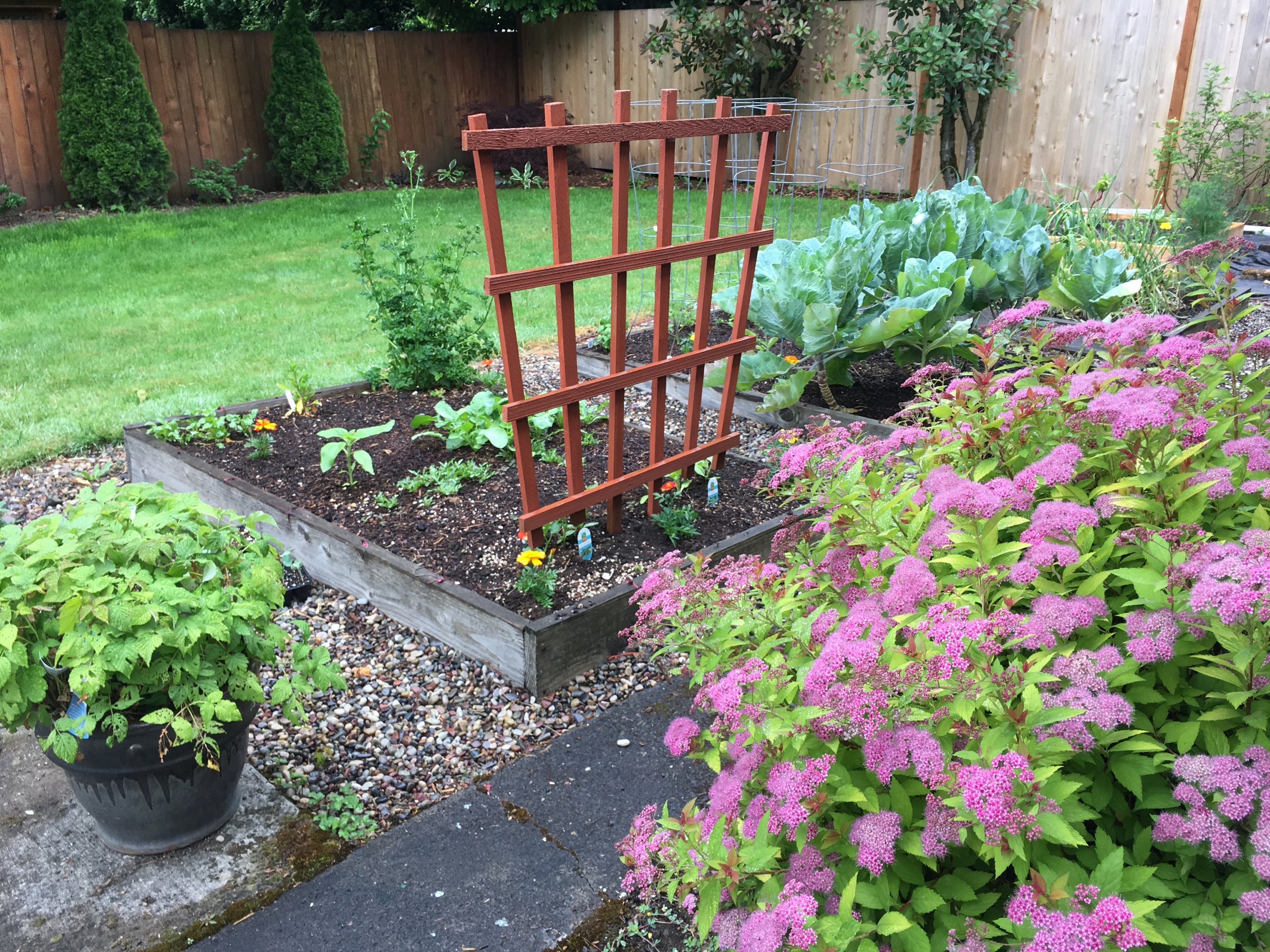 A snapshot of my garden and part of my back yard