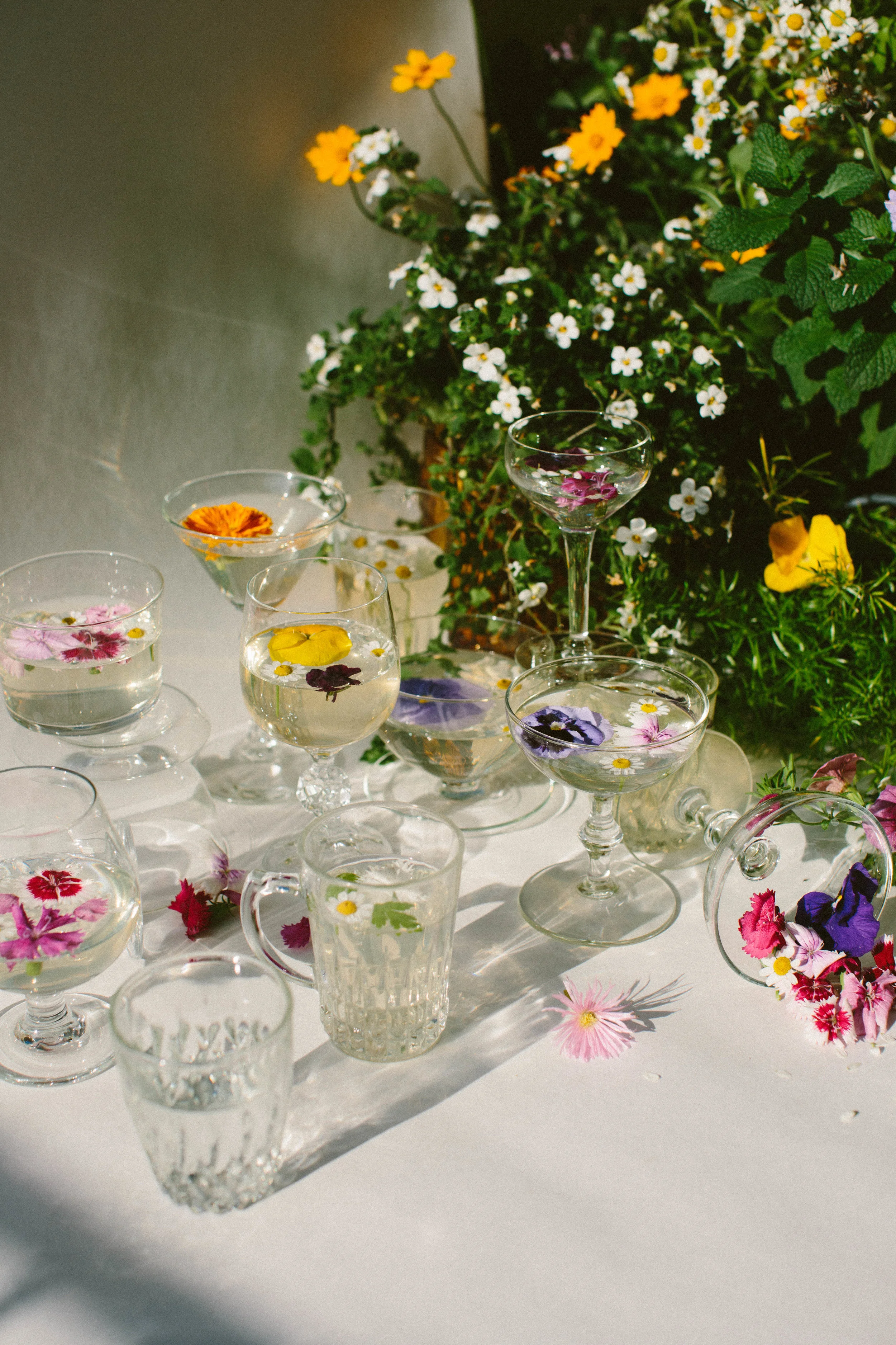 EC FLORAL GELATINE -5434.jpg