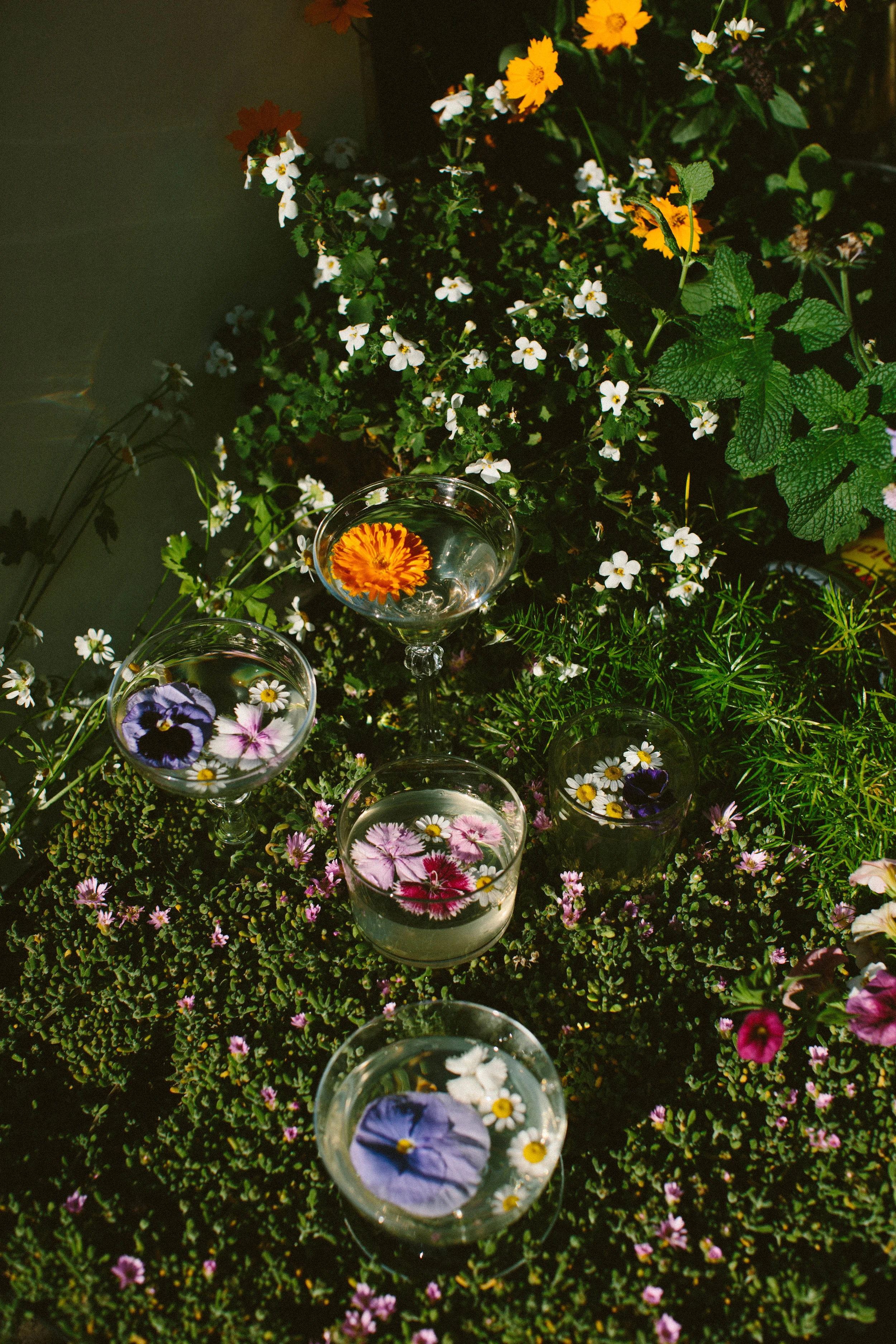 EC FLORAL GELATINE -5489.jpg