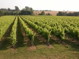Dedham Vale Vineyard, Boxted