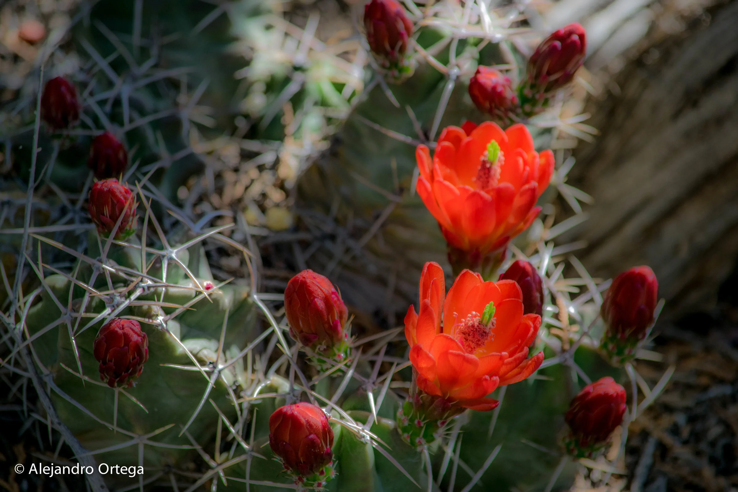 King Cup Cactus (echinocereus triglochidiatus)