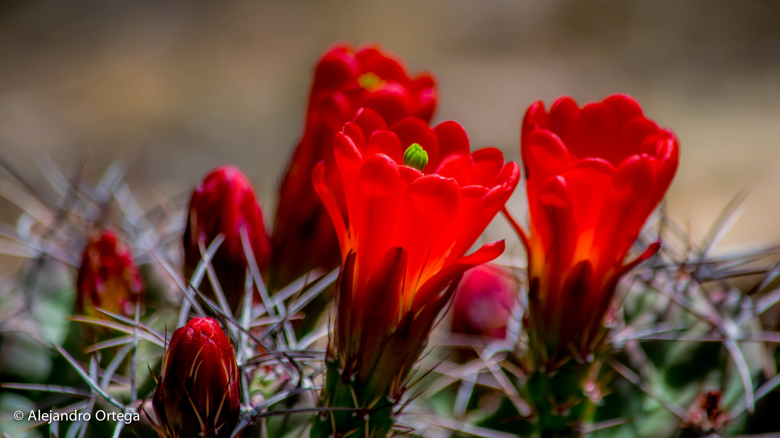 King Cup Cactus (echinocereus triglochidiatus)