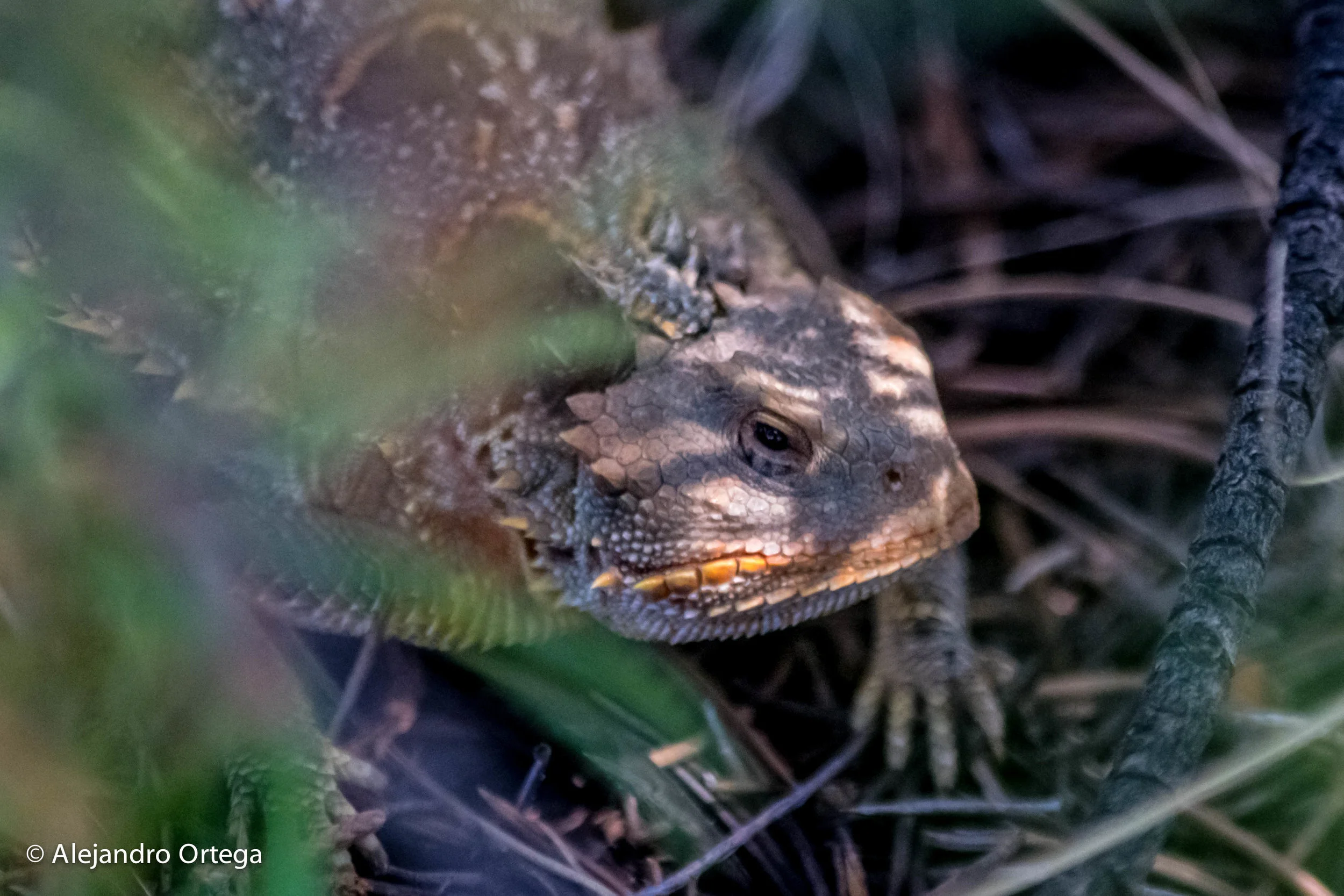 Desert horned lizard (Phrynosoma platyrhinos)