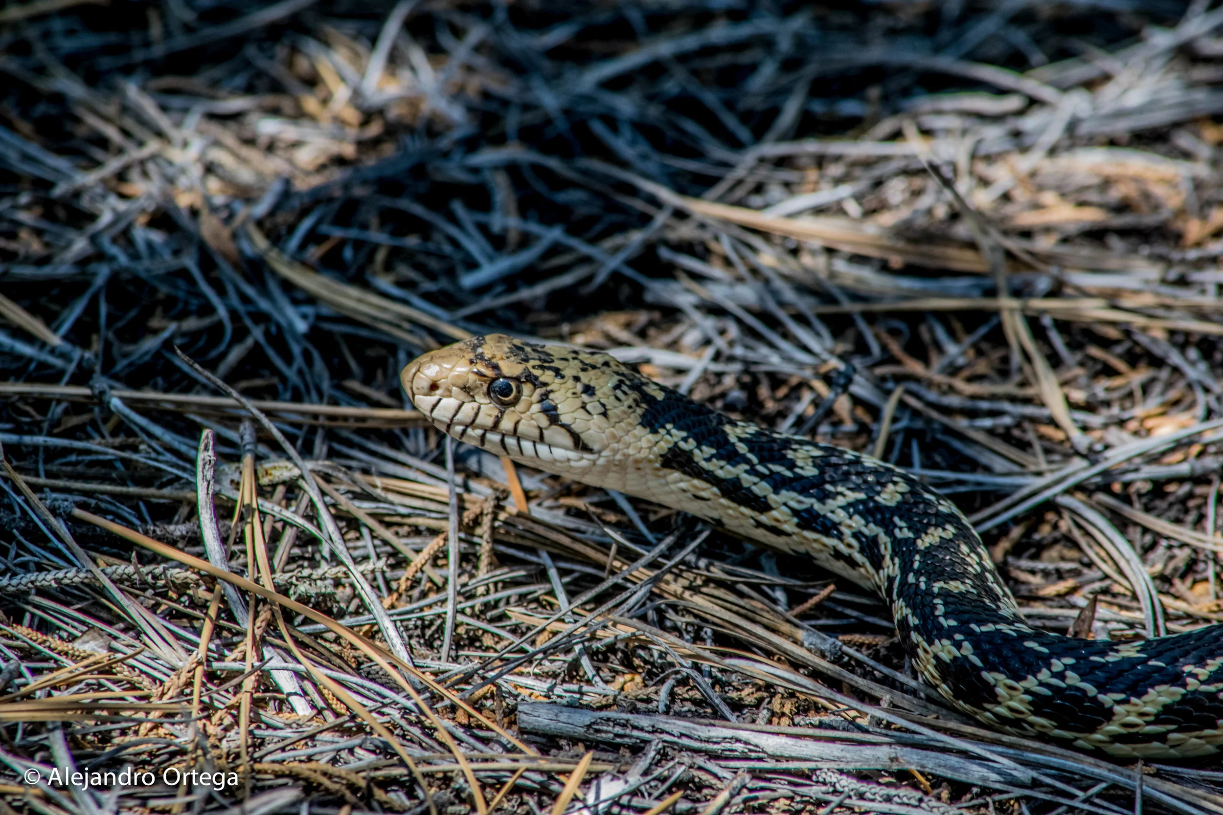 Bullsnake (Pituophis catenifer sayi )
