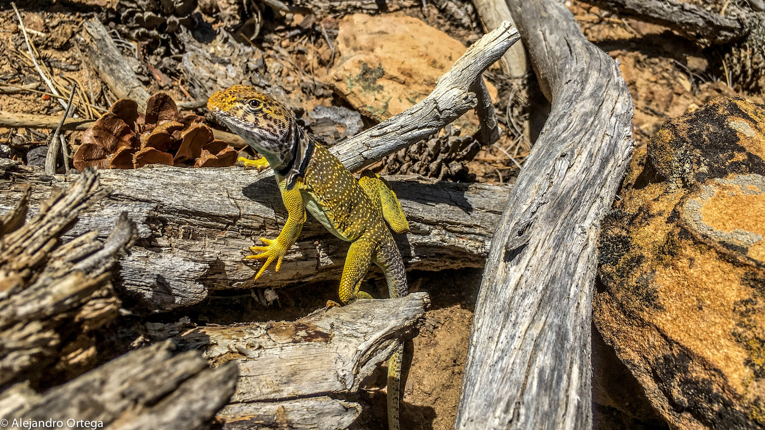 Sonoran collared lizard (Crotaphytus nebrius)