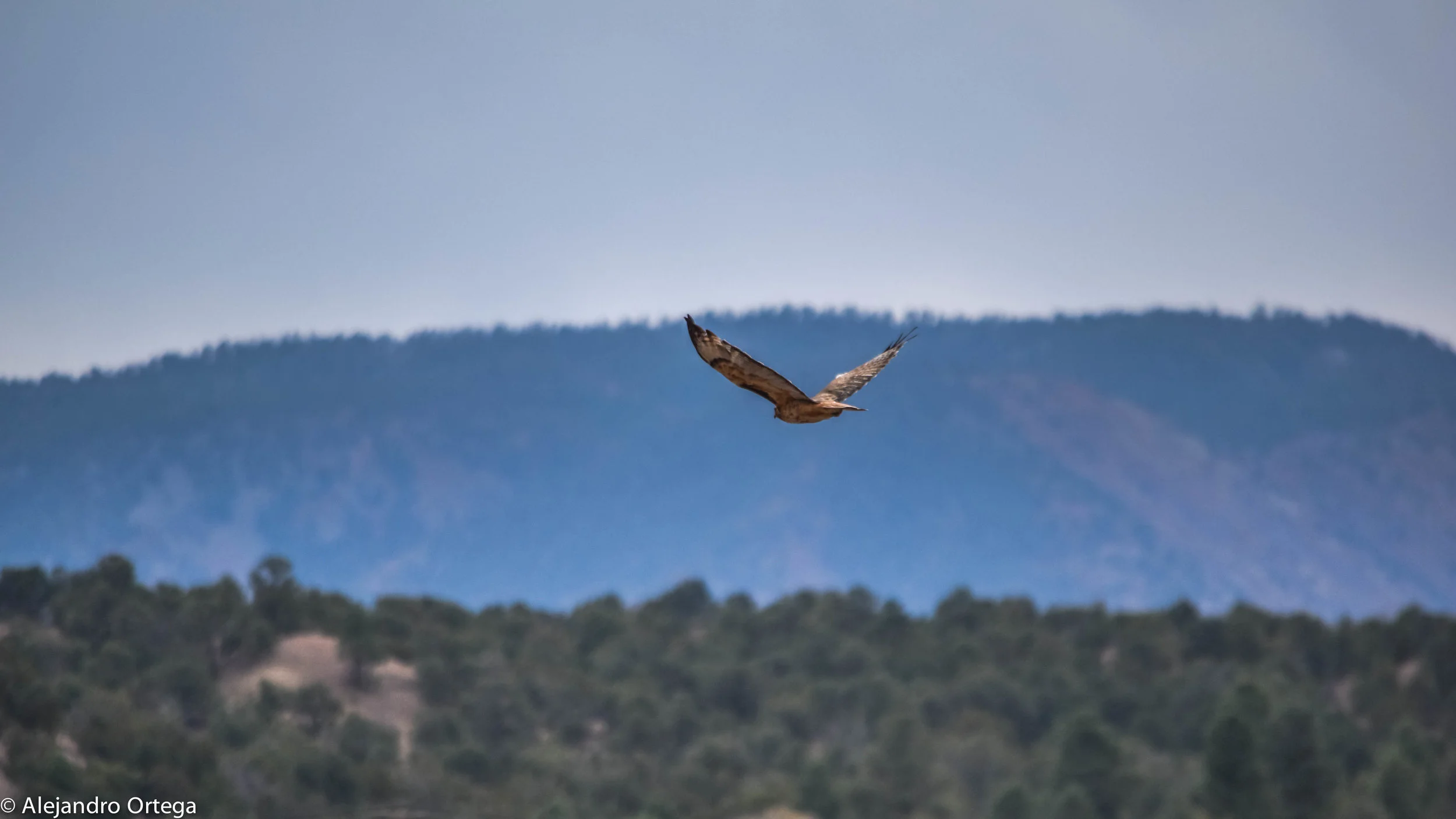 Red-tailed hawk (Buteo jamaicensis)