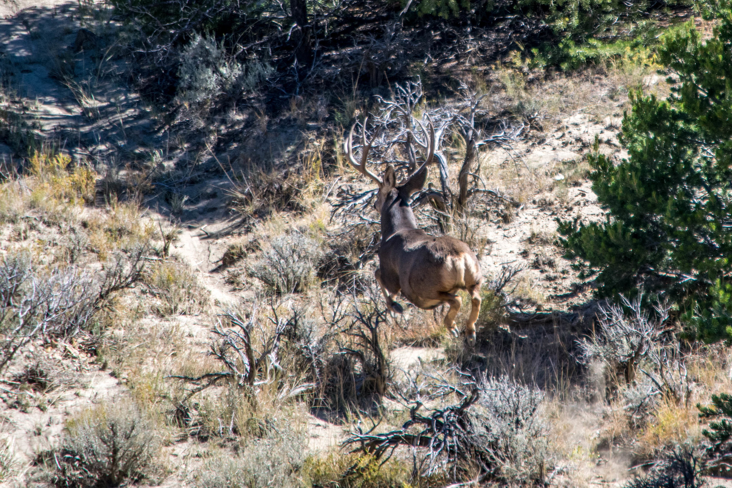 Mule deer (Odocoileus hemionus) 