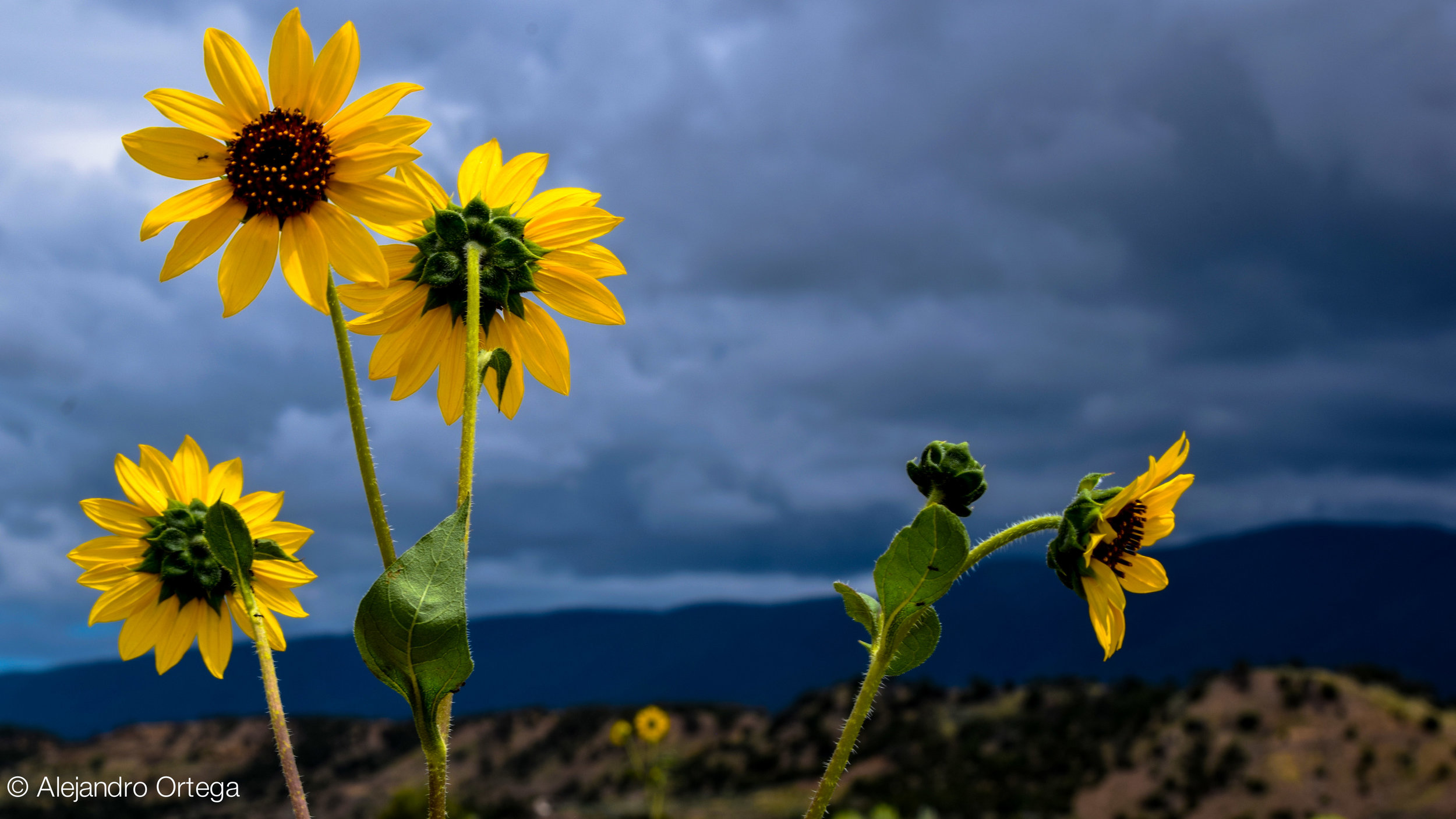 Sunflower (Helianthus annuus)