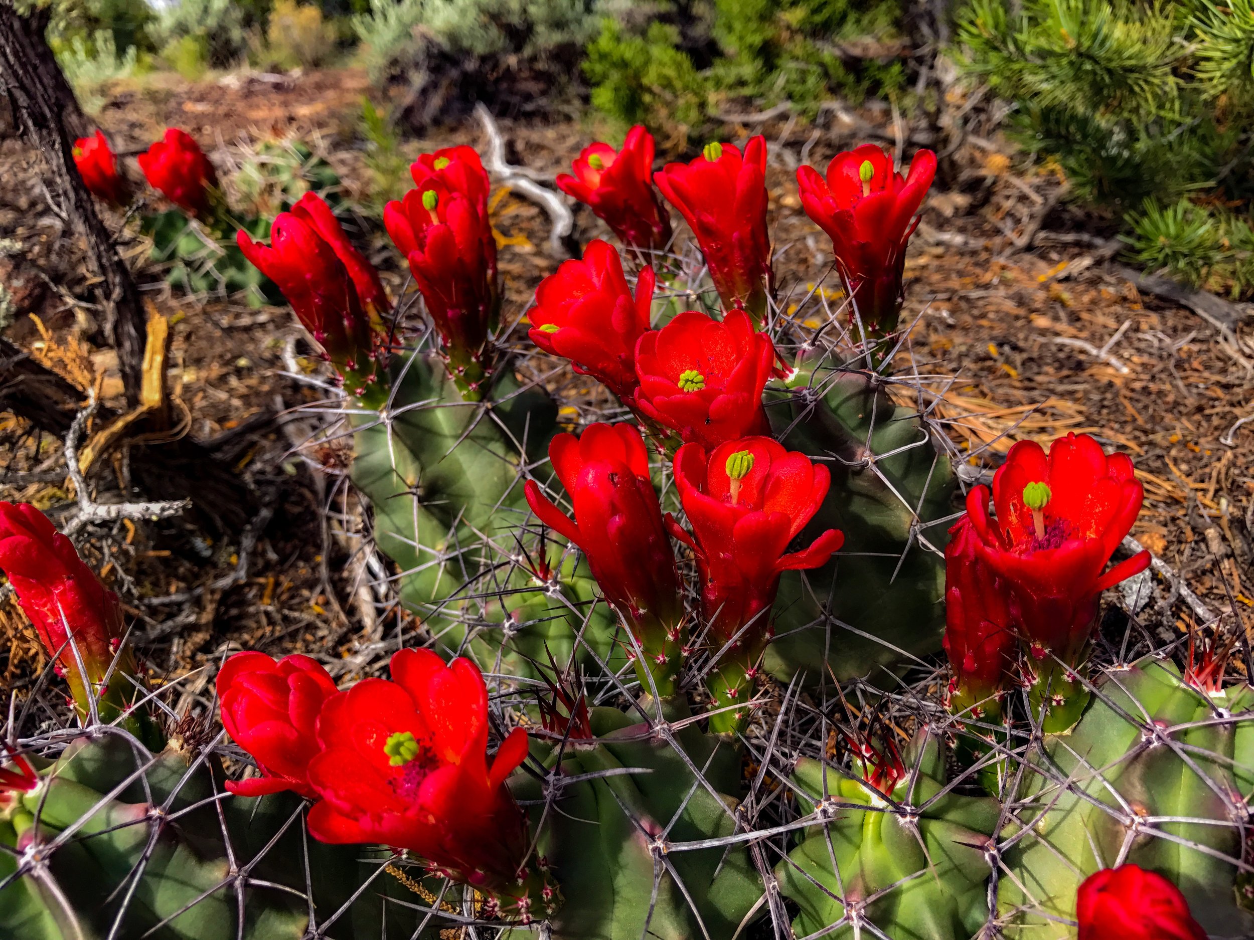 King Cup Cactus on blooming on the Fisher Trail