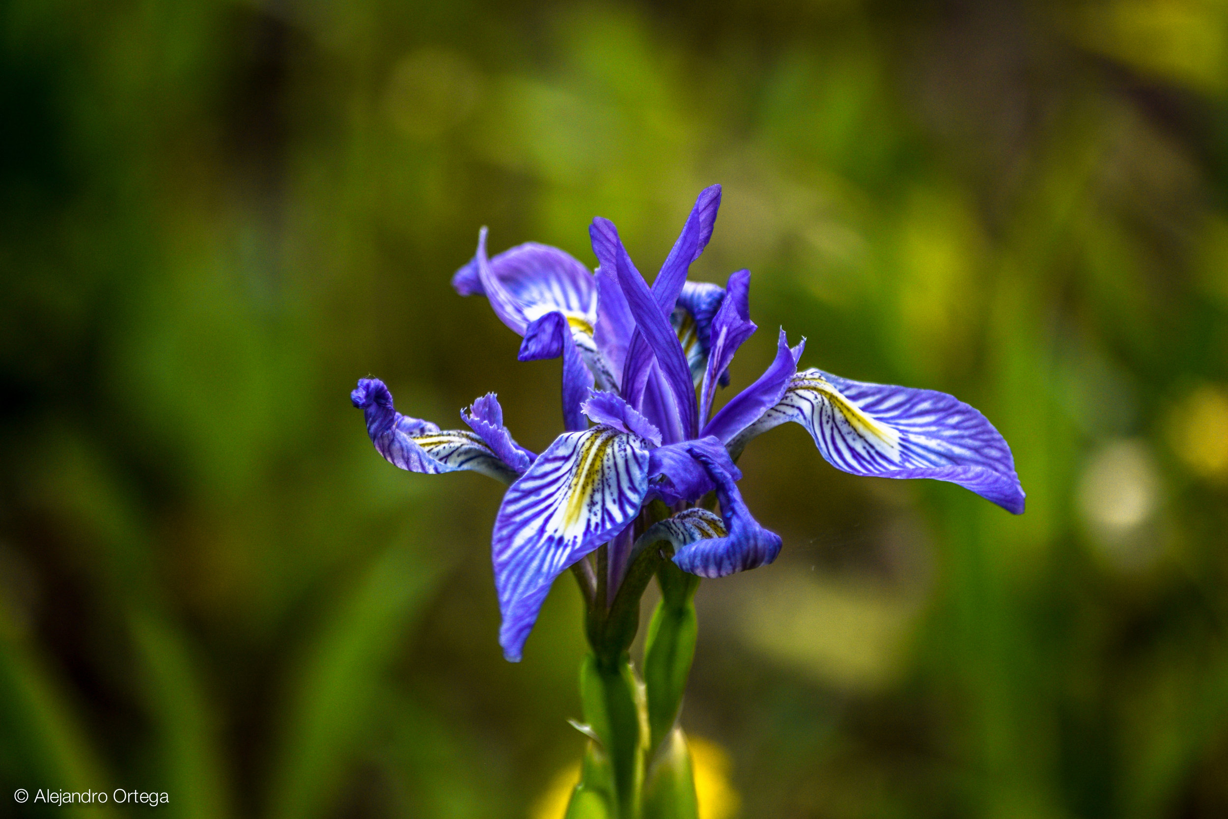 Rocky mountain iris (Iris missouriensis)