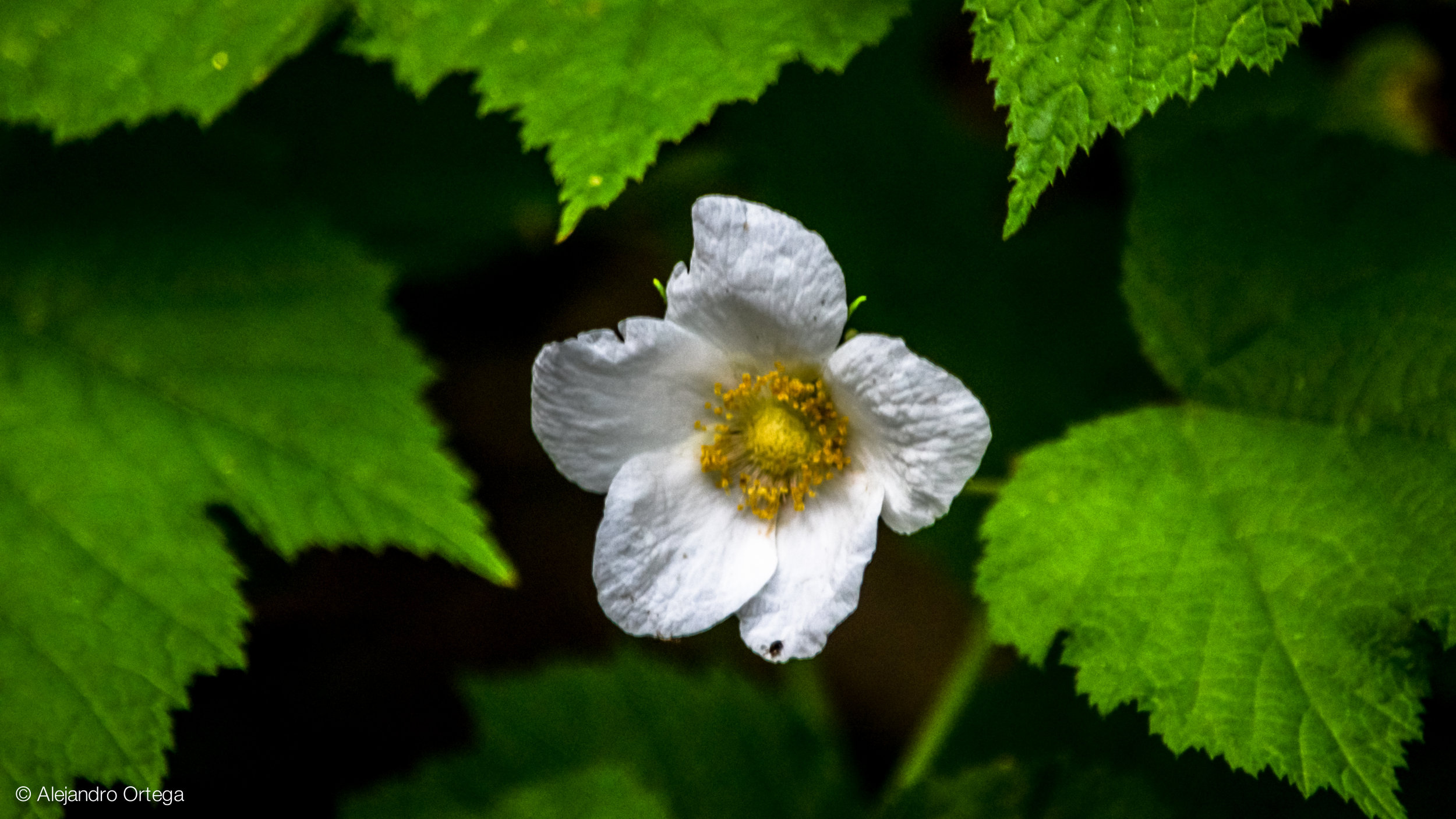 New Mexico raspberry (Rubus neomexicanus)