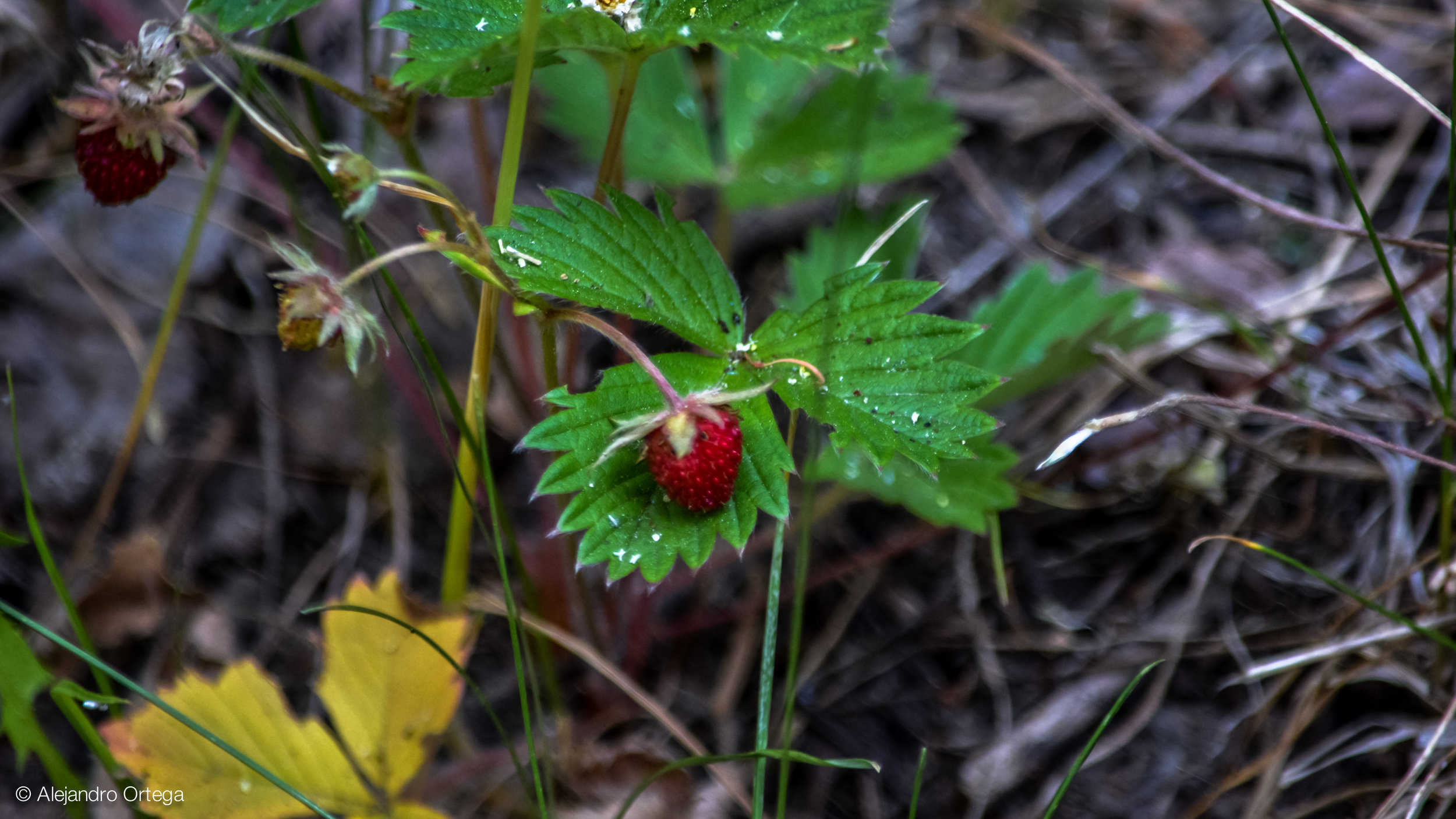 Wild Strawberry (Fragaria virginiana)