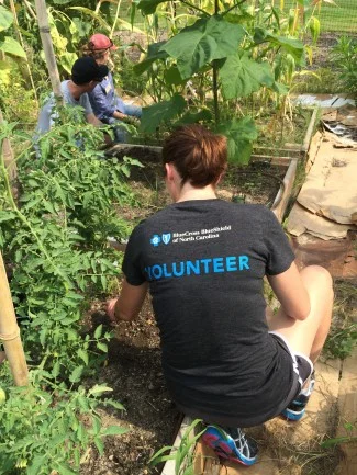 a-harvest Kim B Garden 4 8.7.14