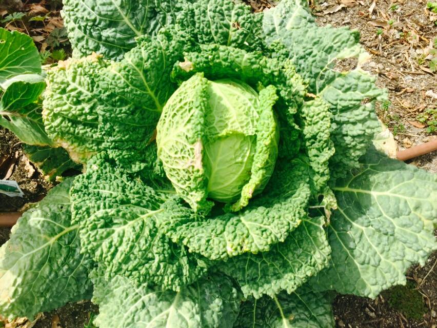 cabbage at camden street learning garden.jpg