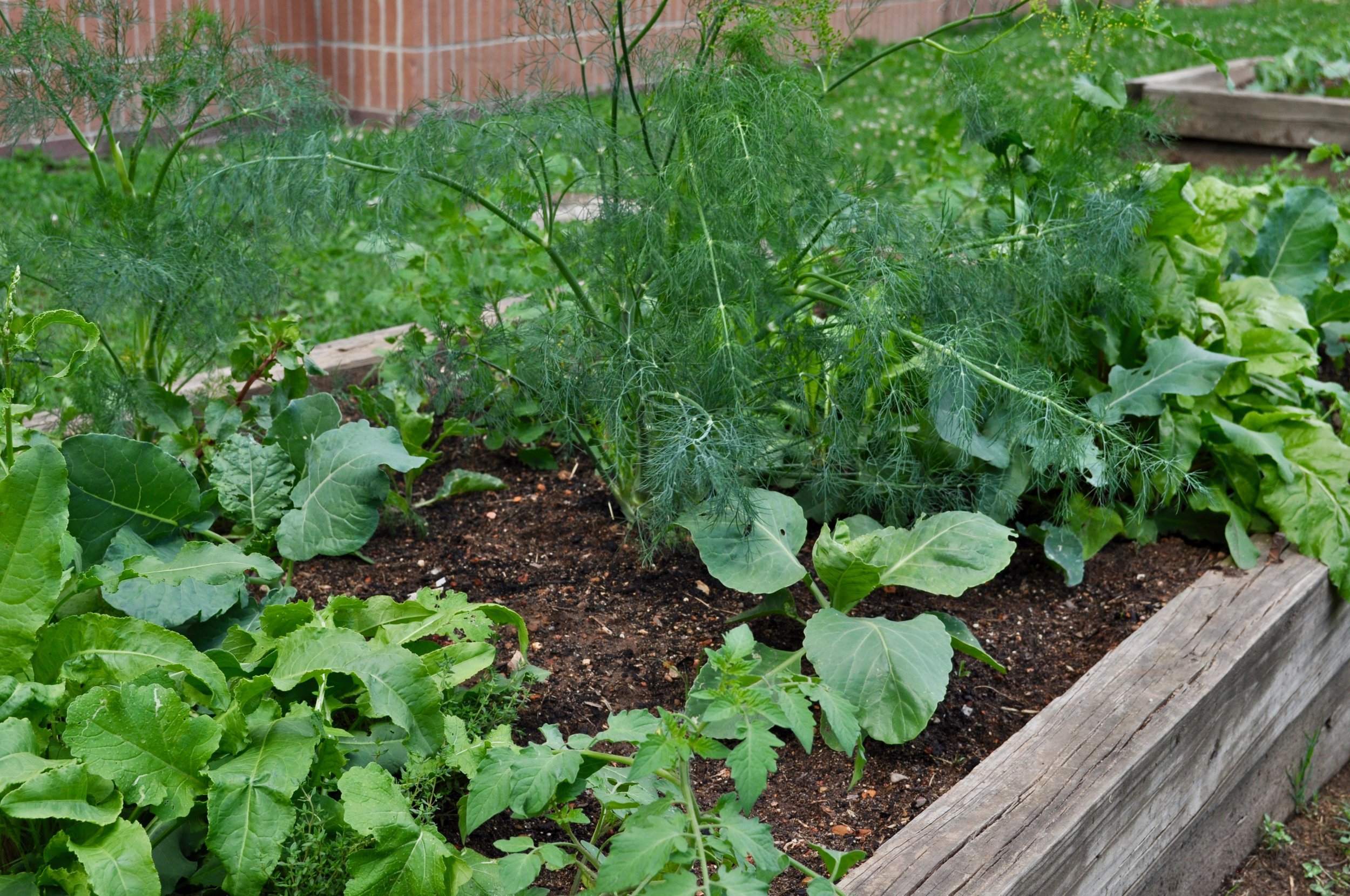 Eastway Elementary's School Garden