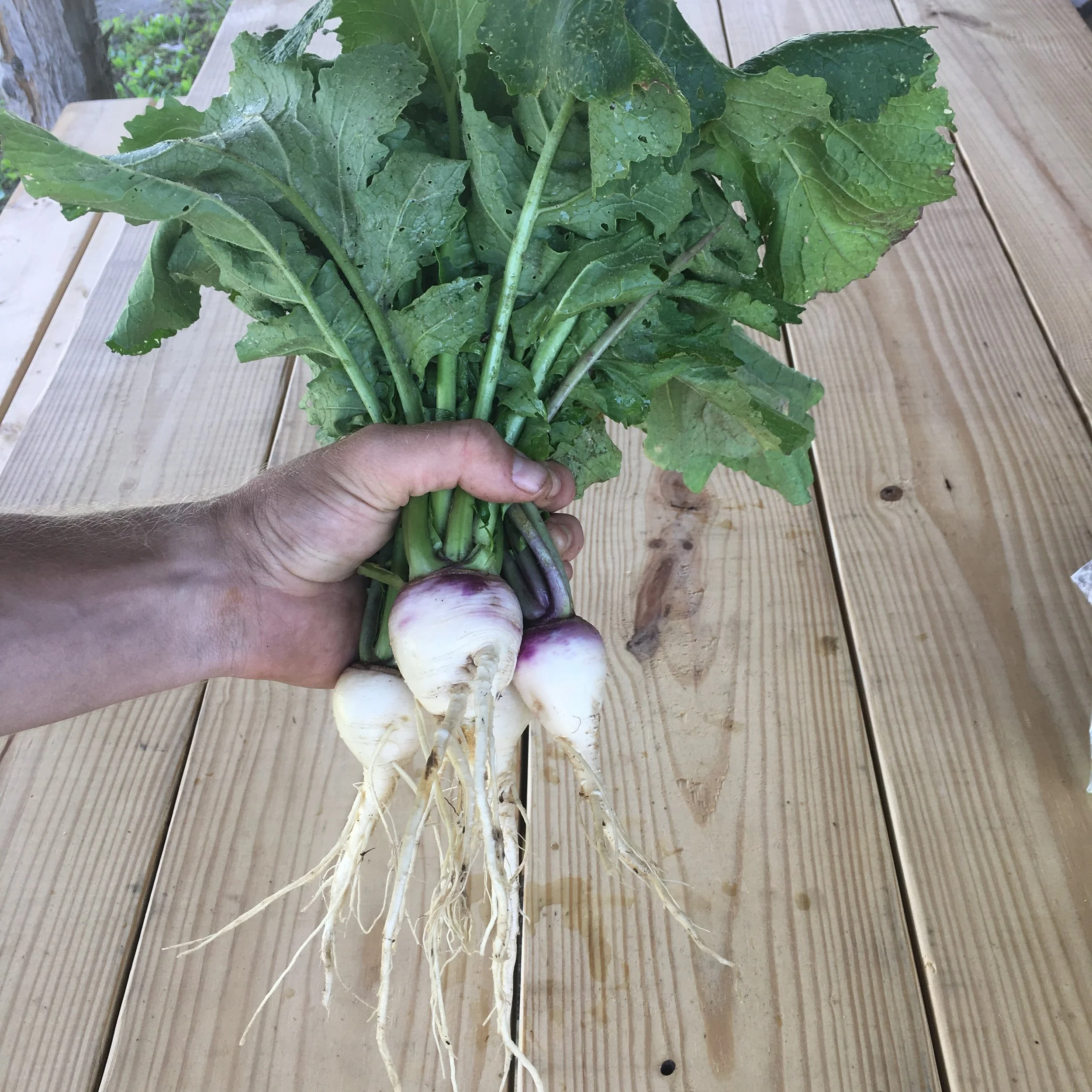 interfaith food shuttle farm