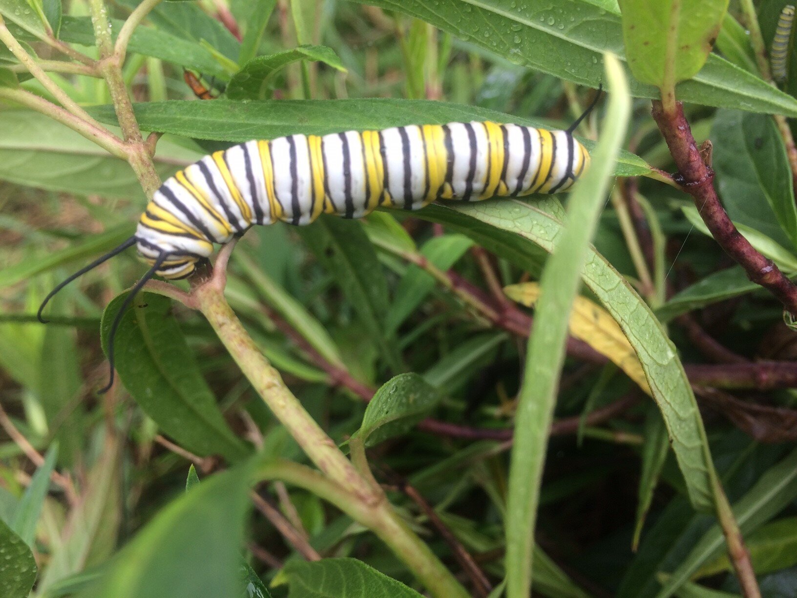 monarch caterpillar.jpg