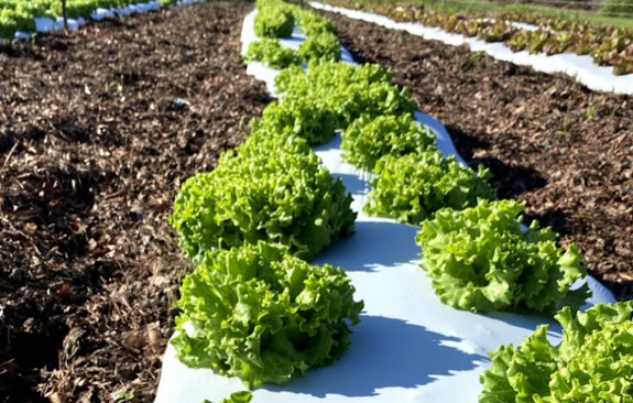 lettuce in field H.PNG