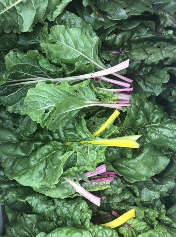 swiss chard V.PNG