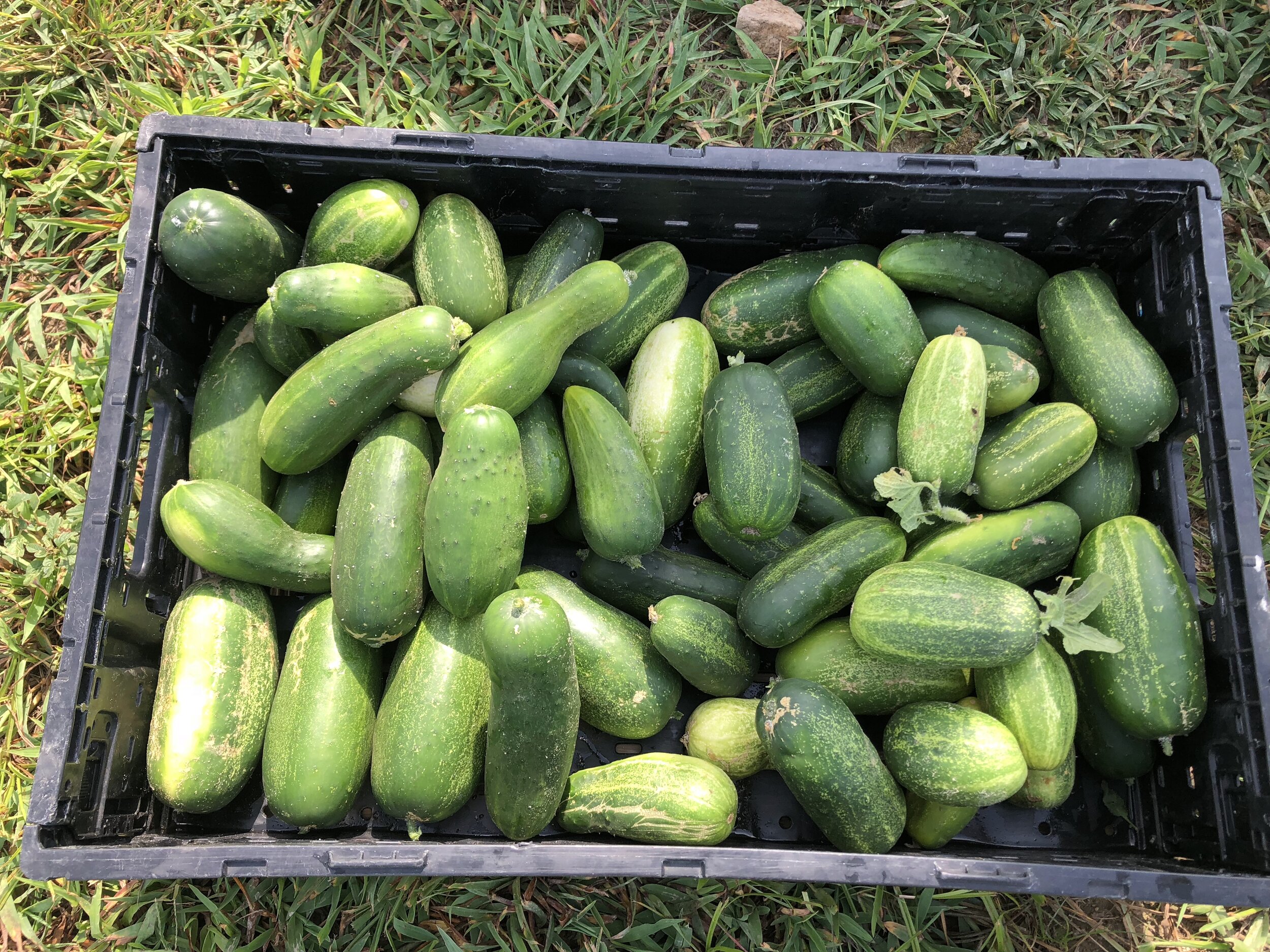cucumbers .jpg