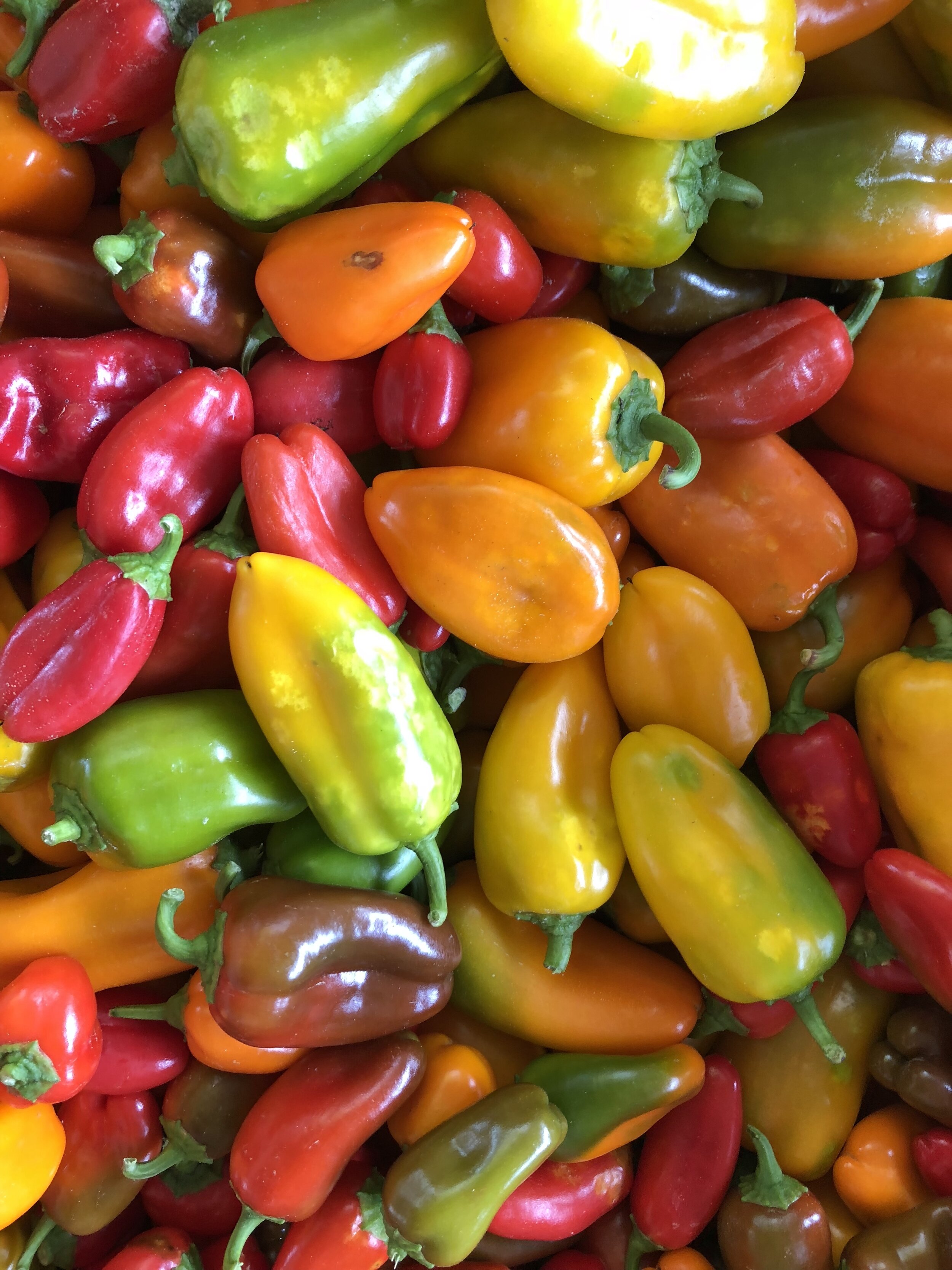 peppers 3.jpg