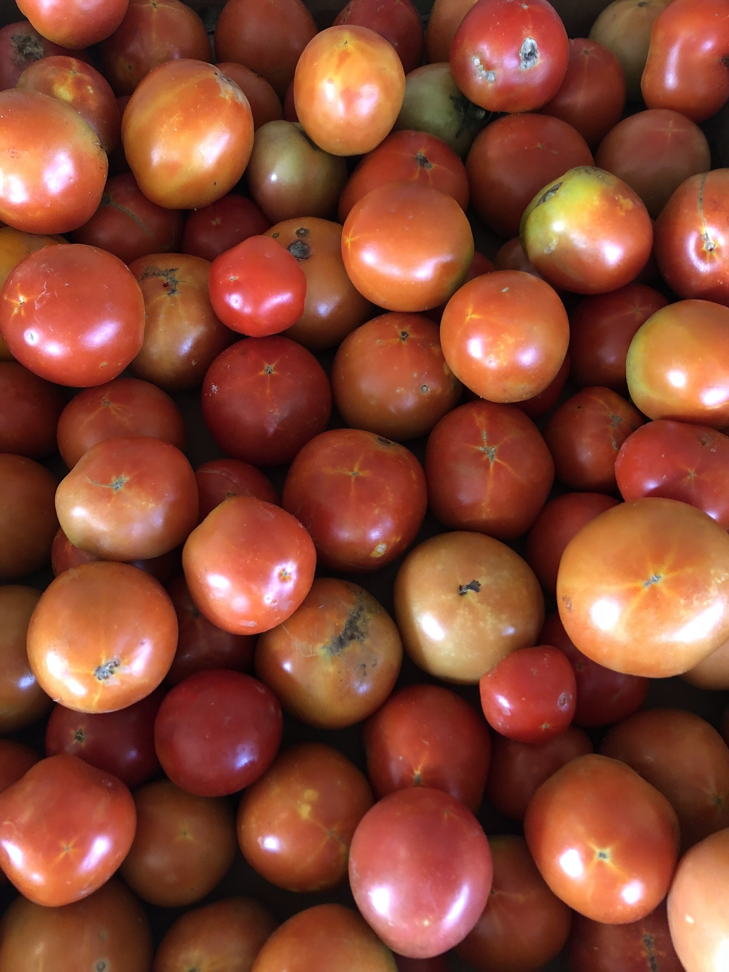 tomatoes 5.jpg