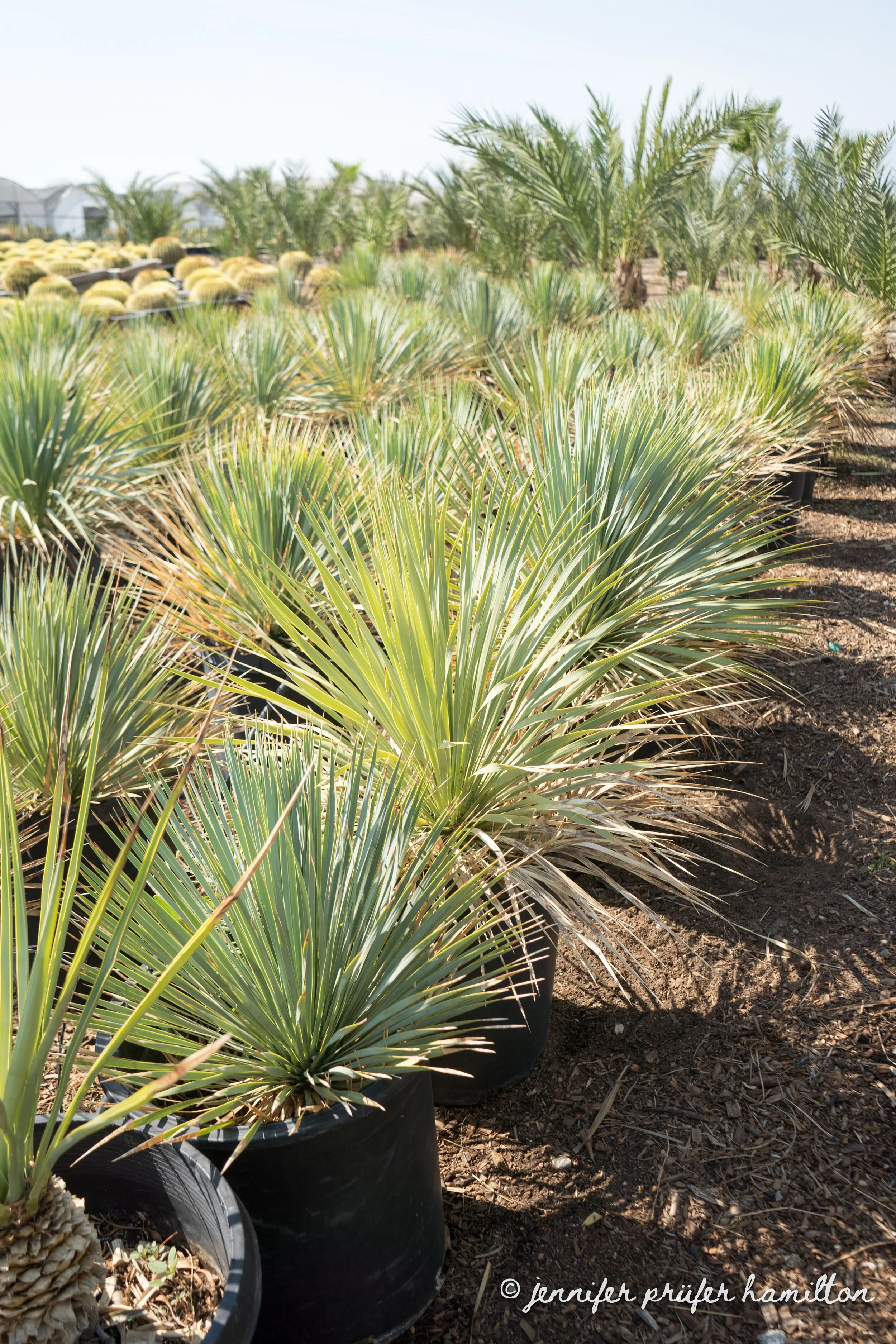 yucca-rostrata-for-sale-2.jpg