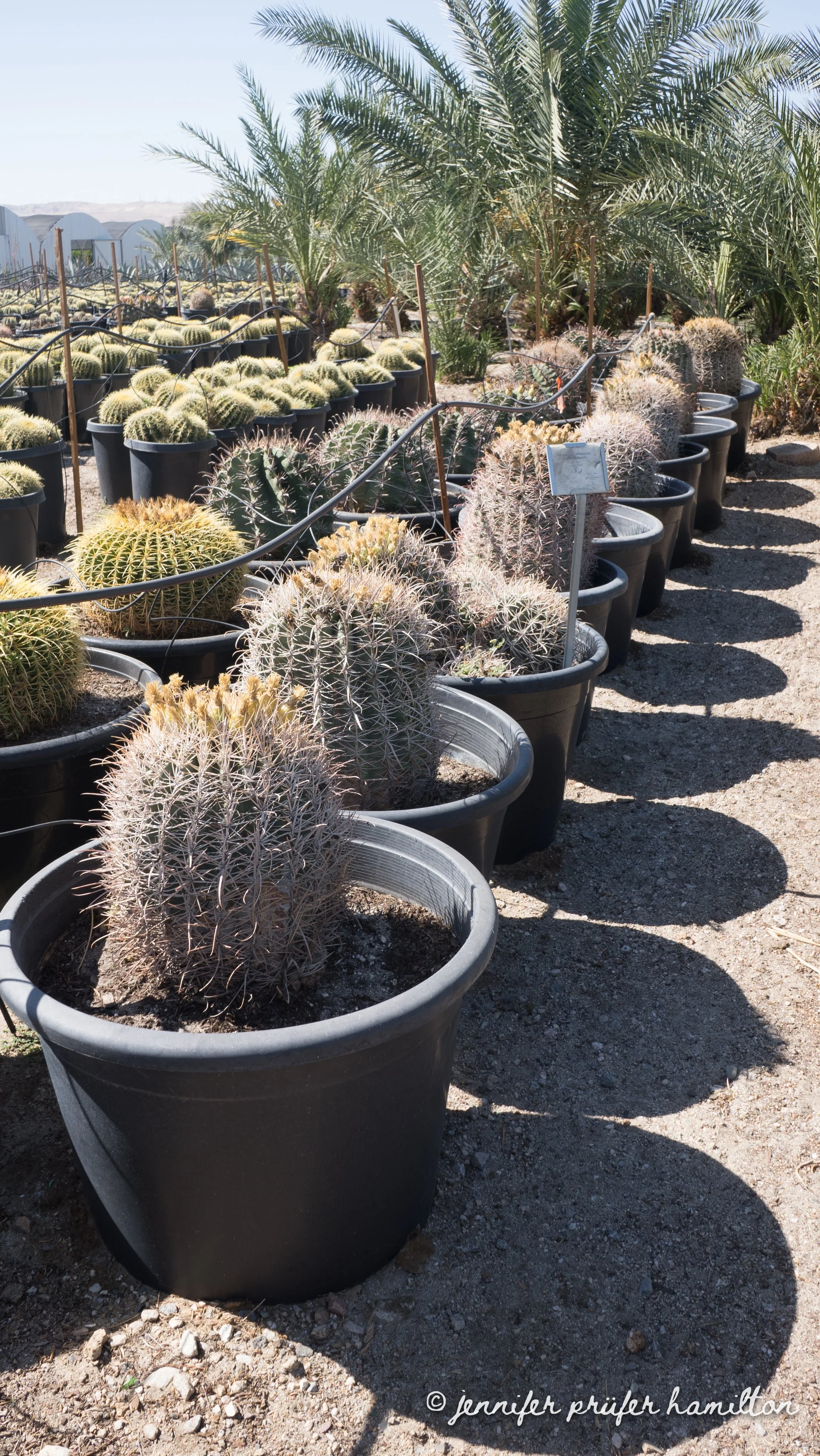 California barrel cactus for sale