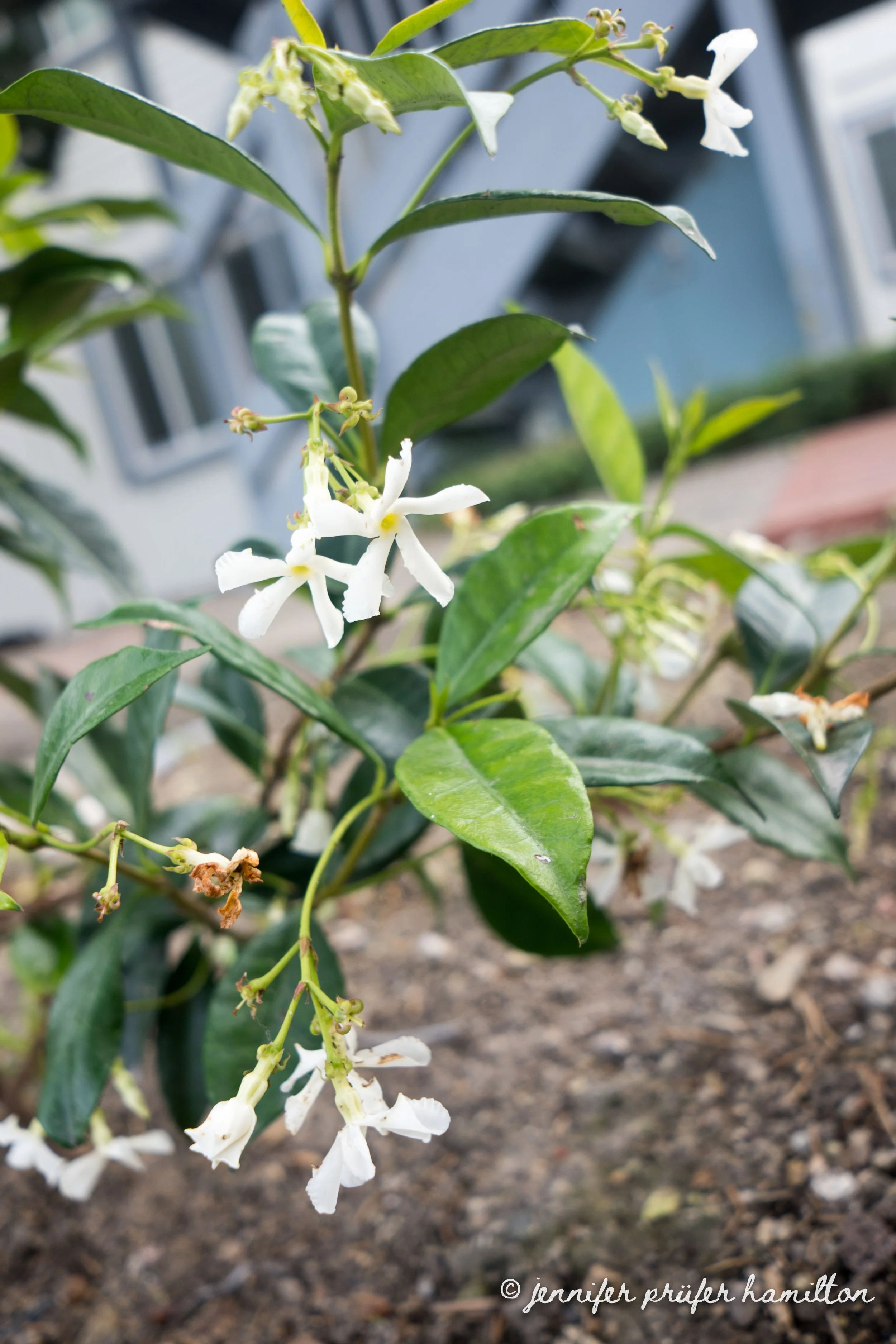 star jasmine