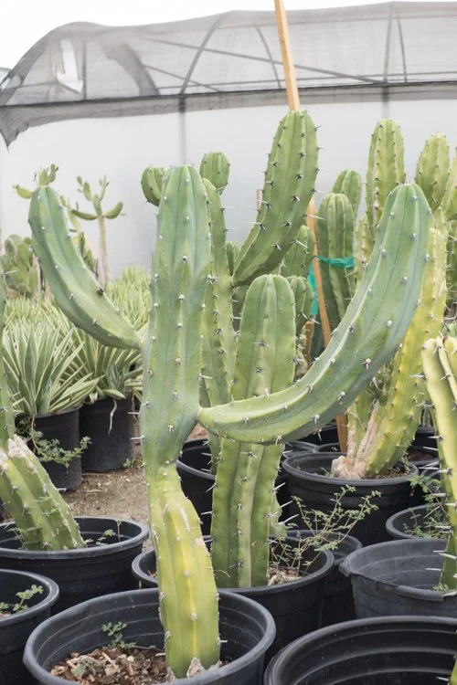 Blue Myrtle Cactus — GDNC Nursery