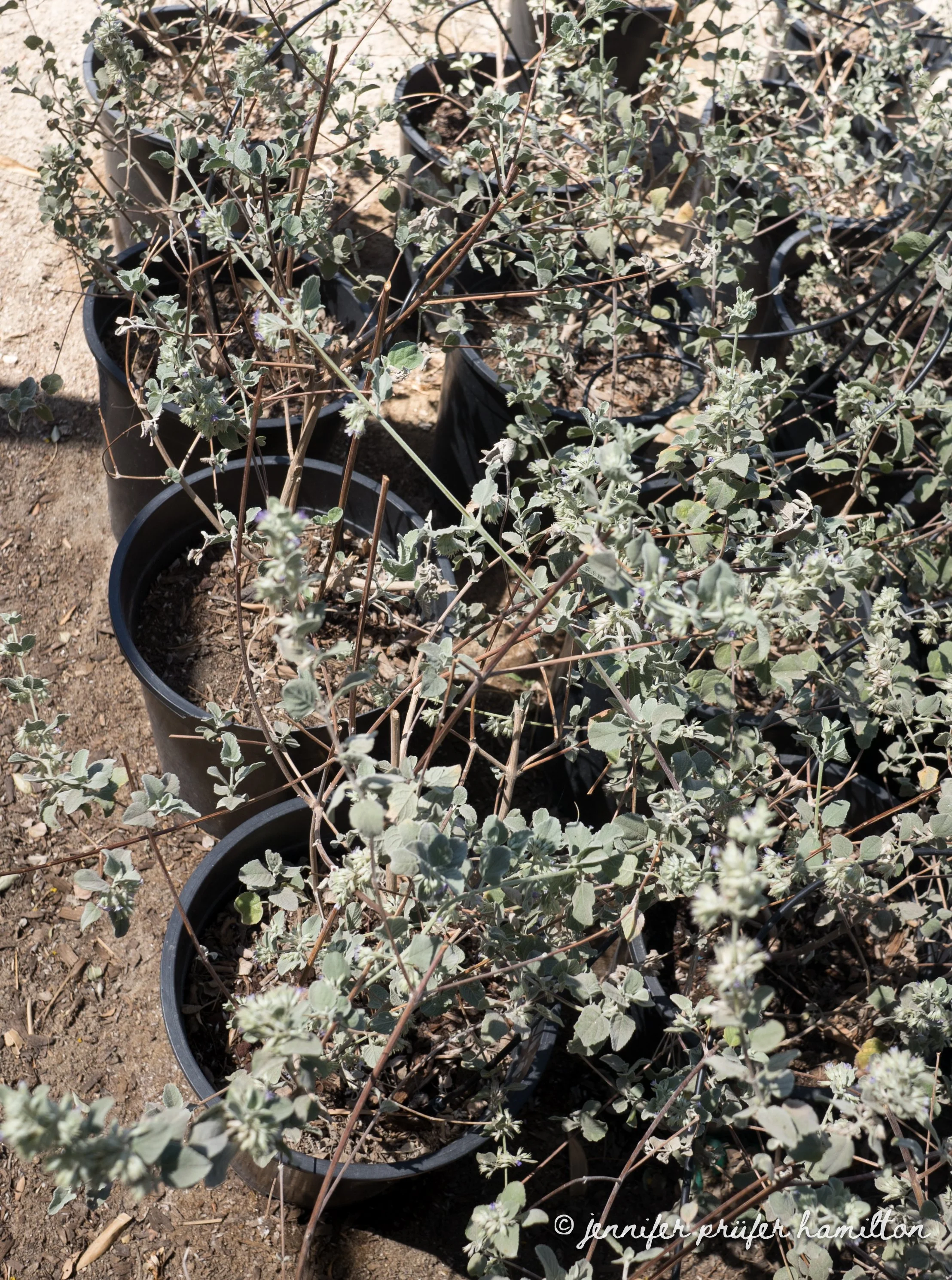 desert lavender