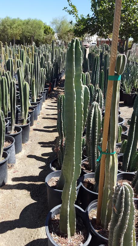 Pear Cactus - 5 gal.jpg