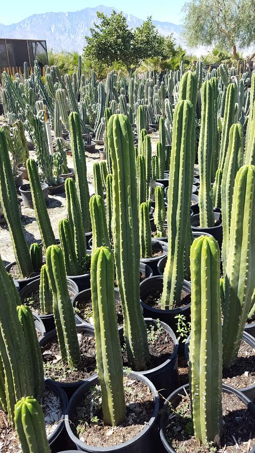 San Pedro Cactus - 5gal.jpg