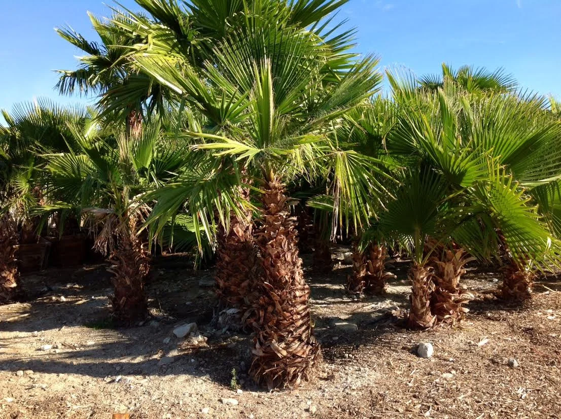 Plant Pricing. Contact for Bulk and Wholesale Prices. — GDNC Nursery