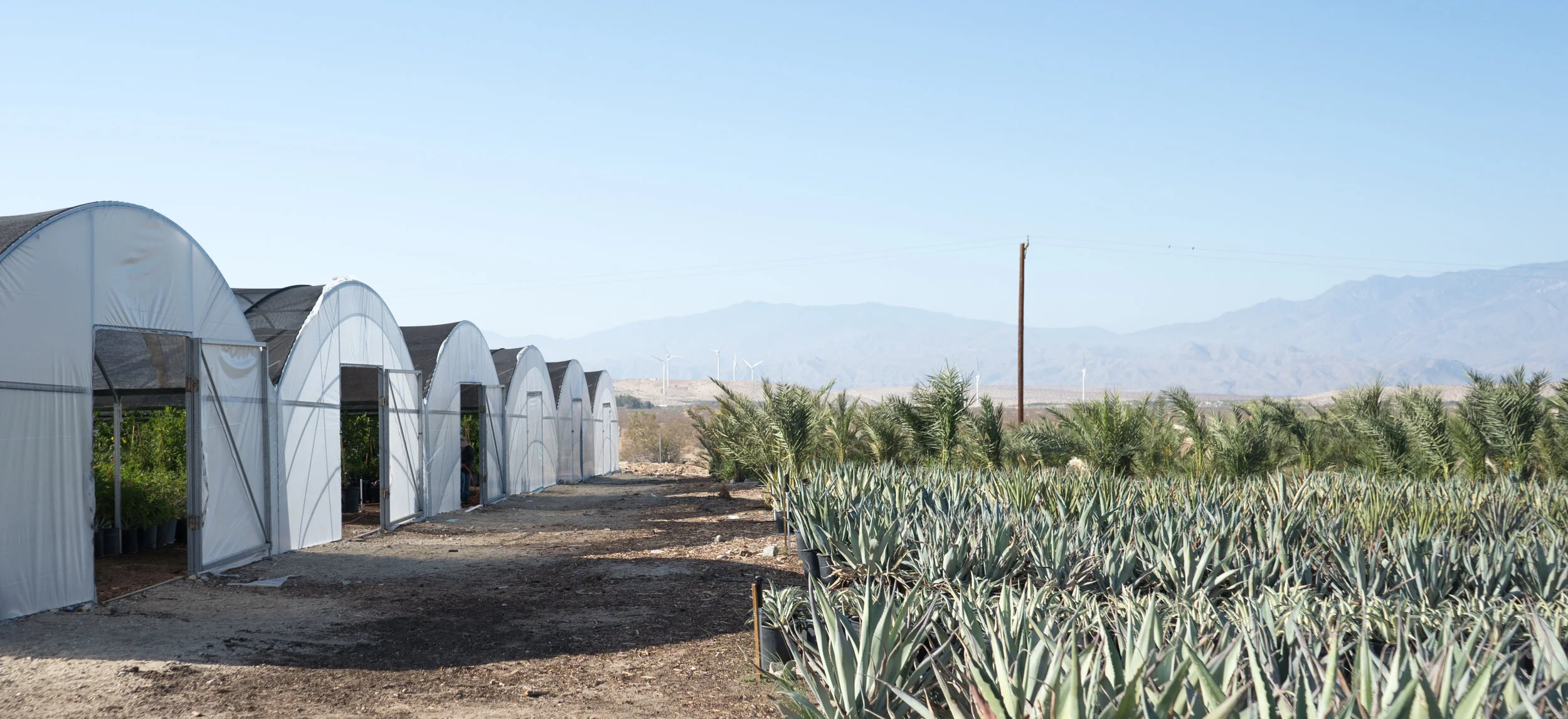GDNC Cactus and Desert Plant Nursery: Serving Palm Springs and the  Coachella Valley