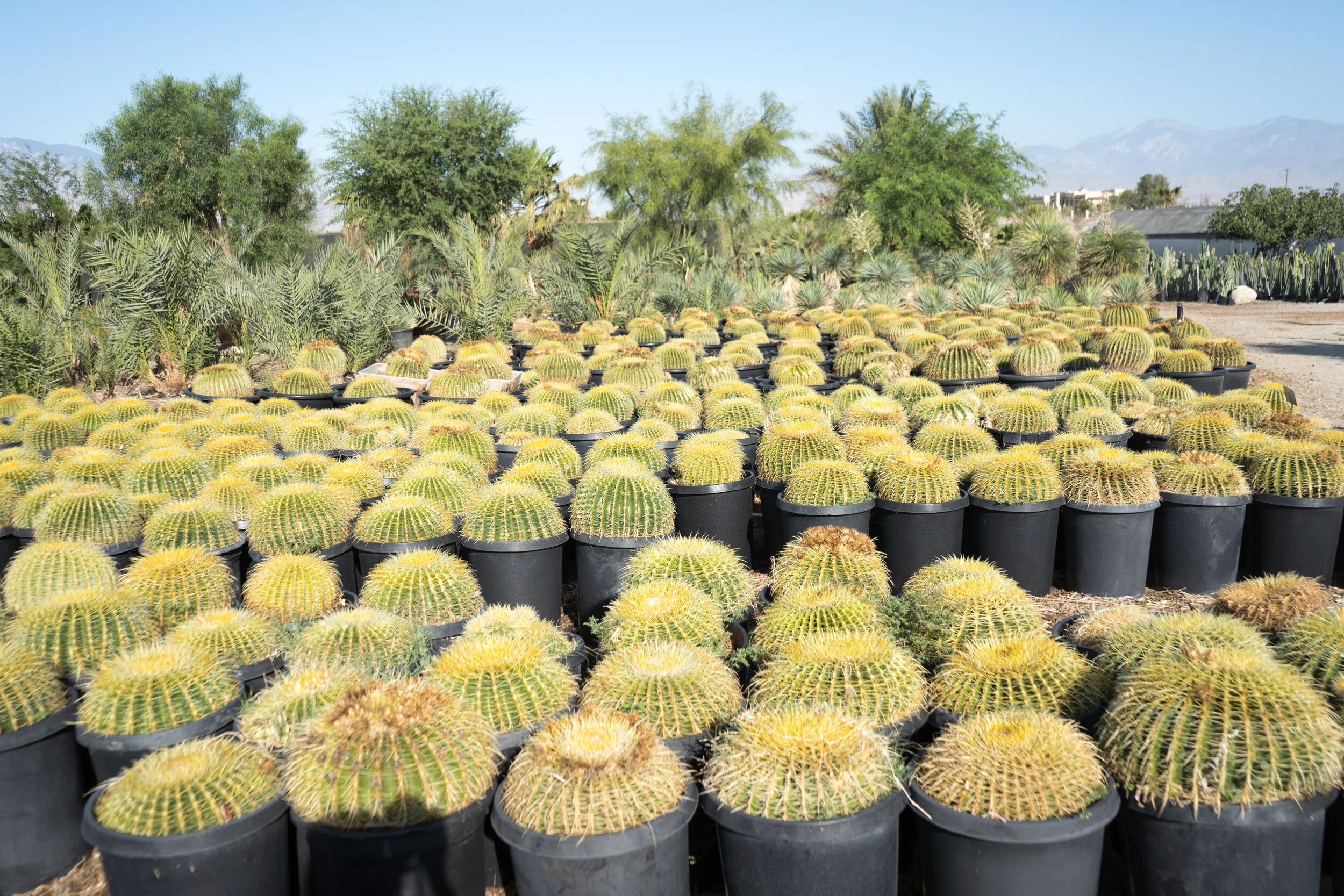 golden-barrel-cactus-for-sale.jpg