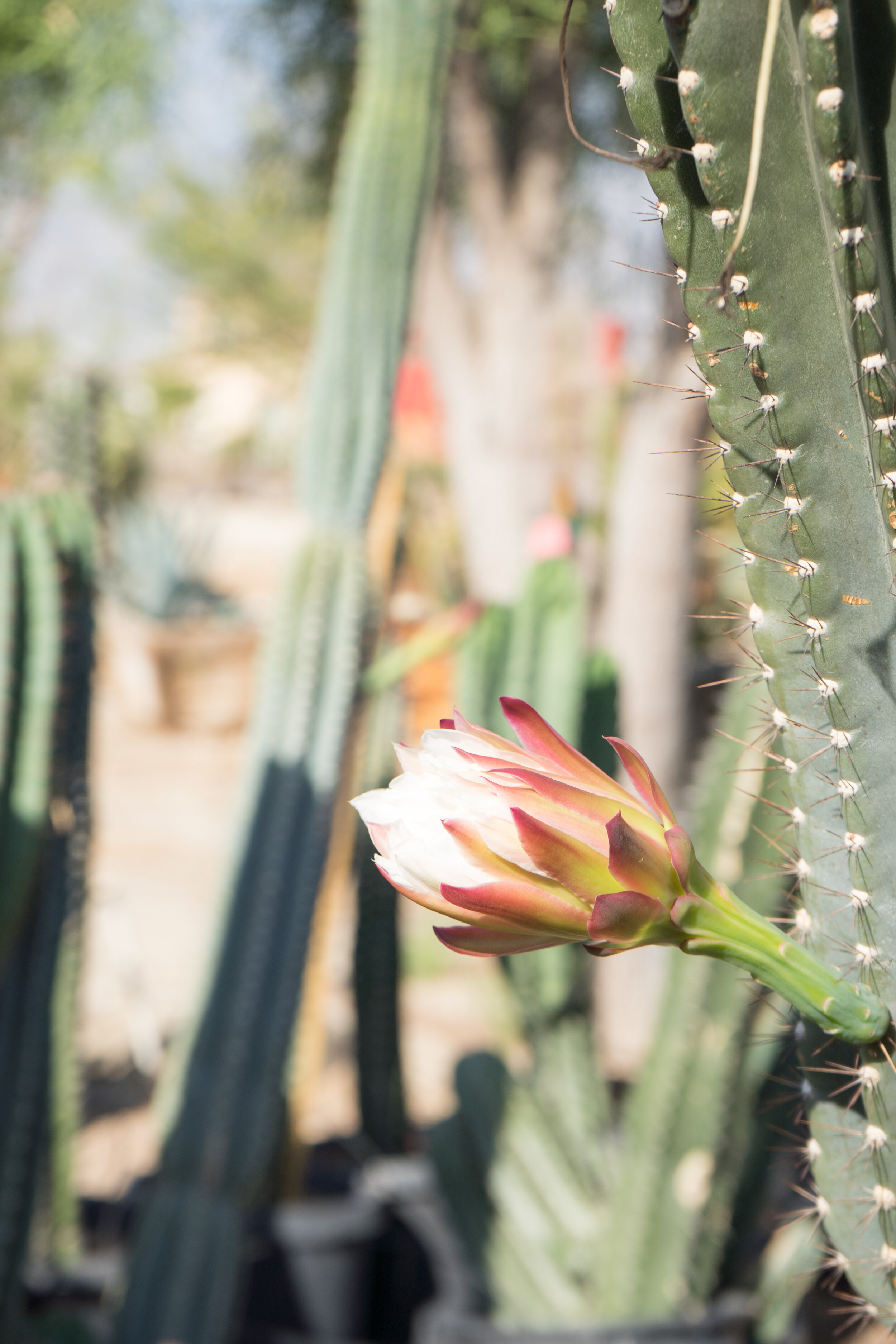 Peruvian Apple Cactus Flower