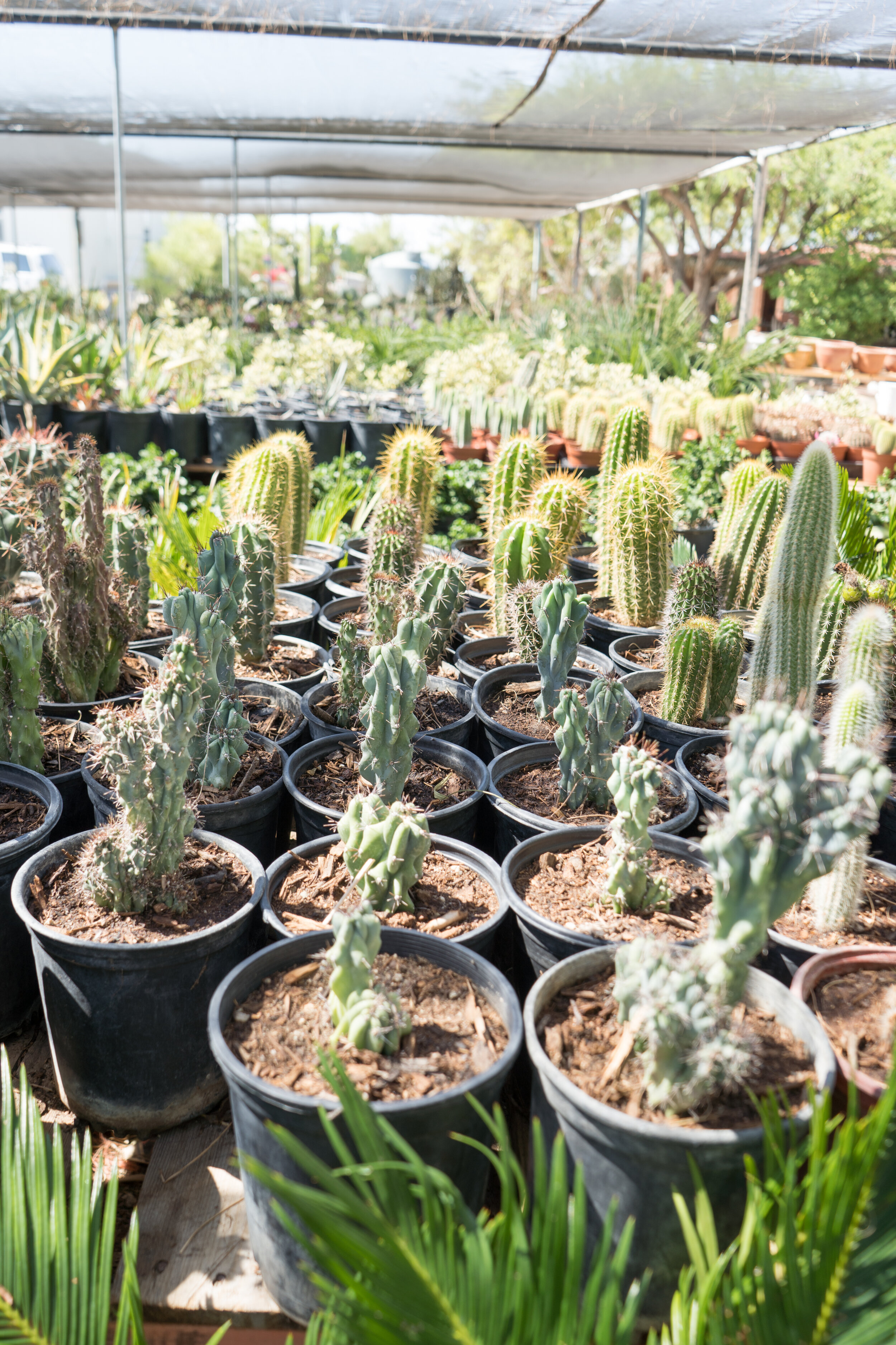 Various cacti for sale